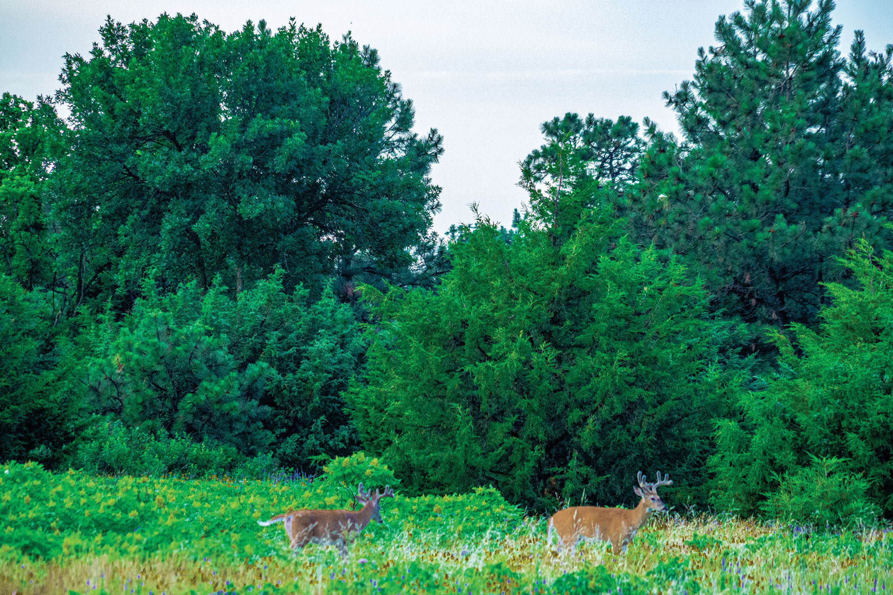 Arrowsmith Niobrara River Ranch property picture 41 of 120