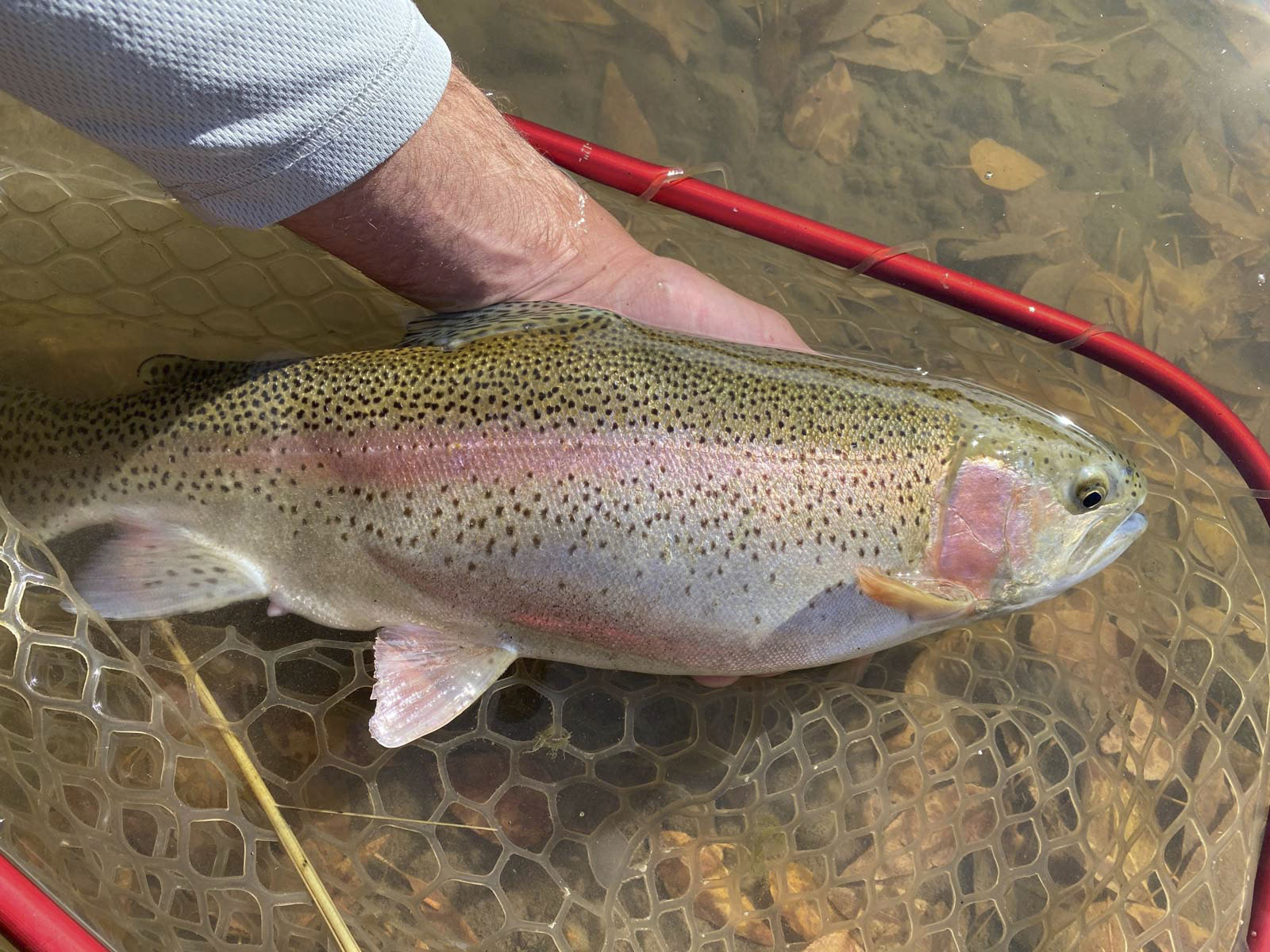 Canones Creek Ranch property picture 56 of 112