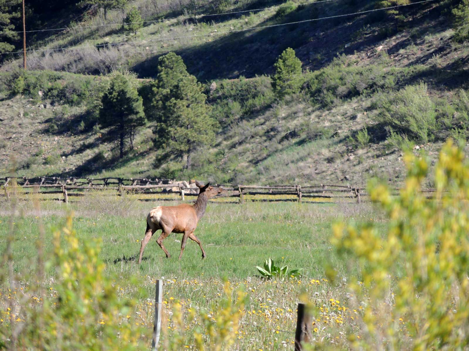 Canones Creek Ranch property picture 25 of 112