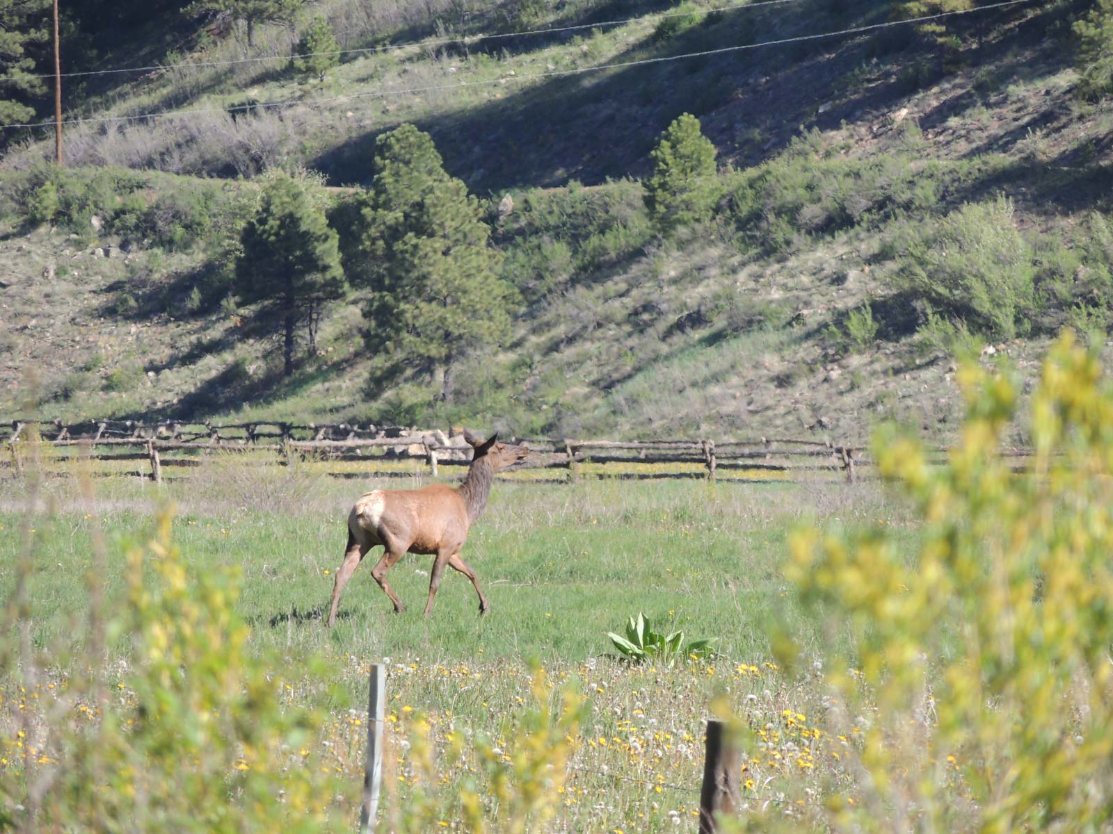 Canones Creek Ranch property picture 107 of 112