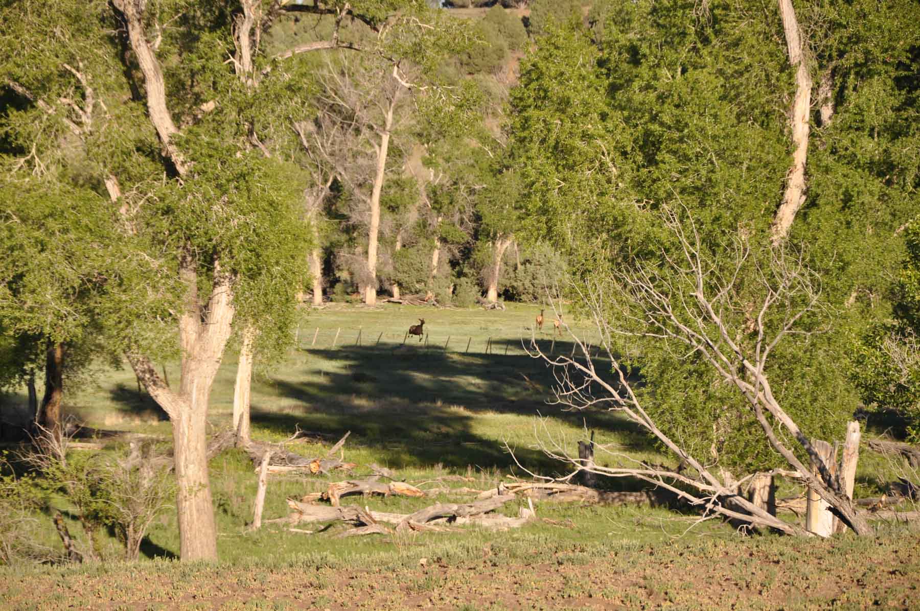 Canones Creek Ranch property picture 37 of 112