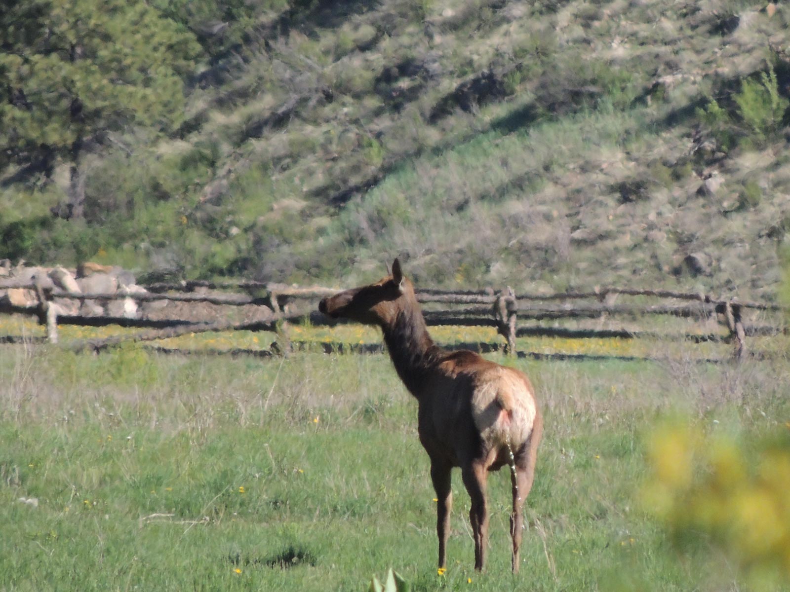 Canones Creek Ranch property picture 108 of 112
