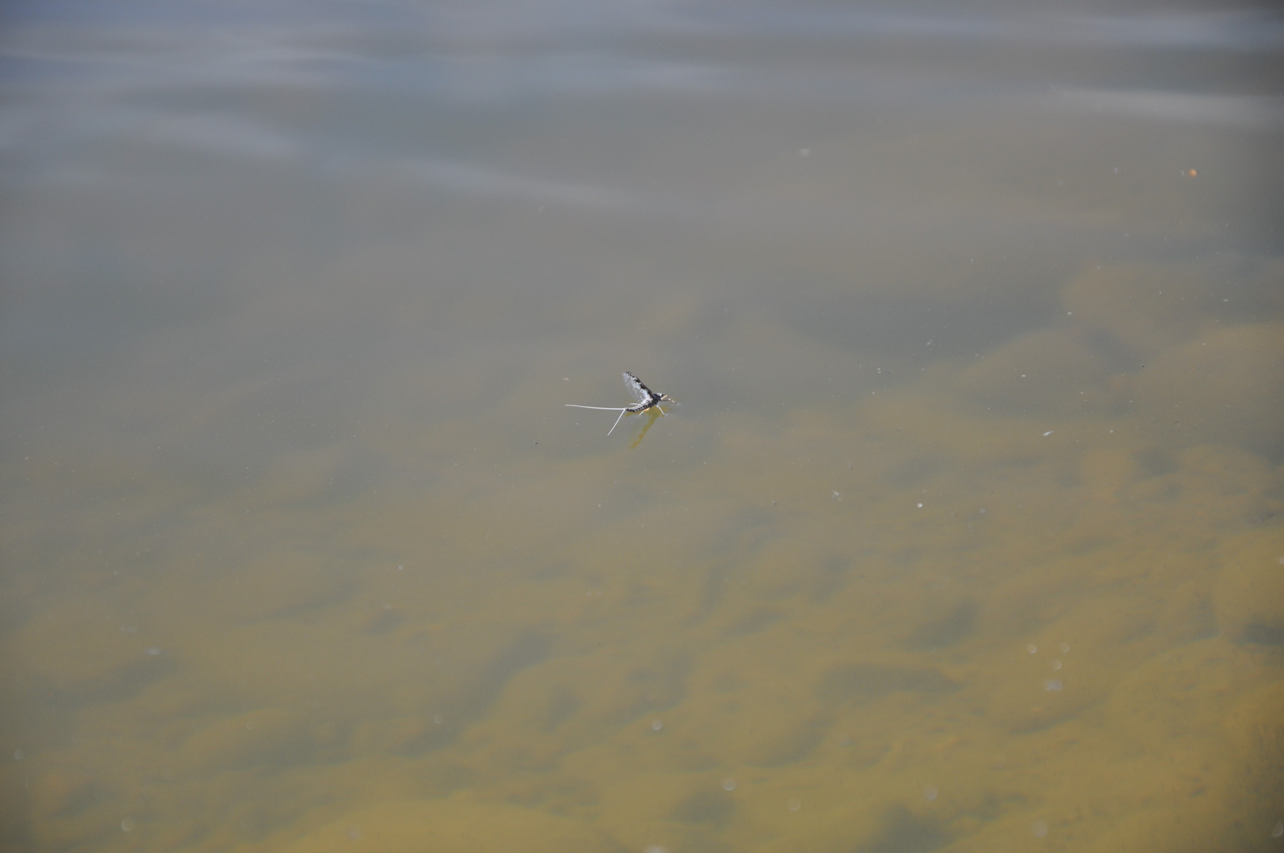 Canones Creek Ranch property picture 72 of 112