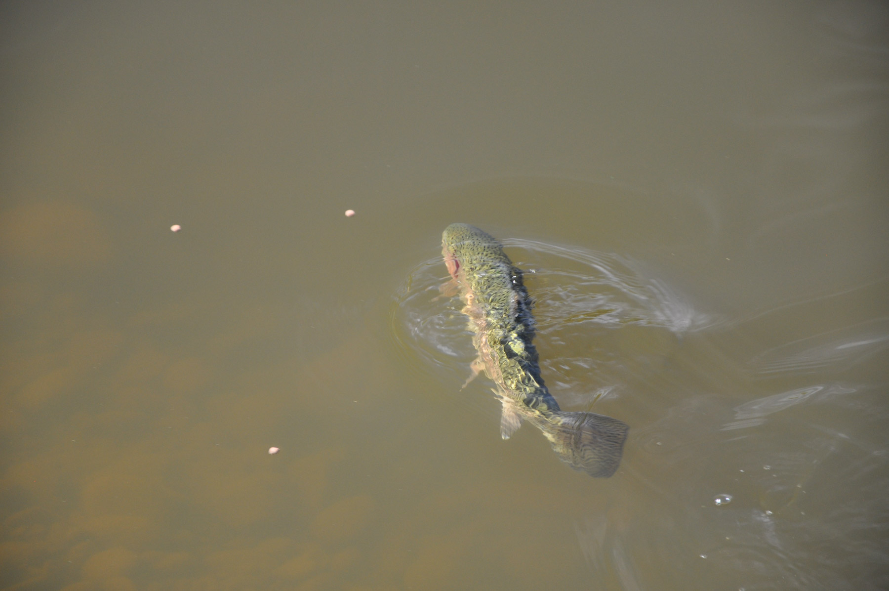 Canones Creek Ranch property picture 70 of 112