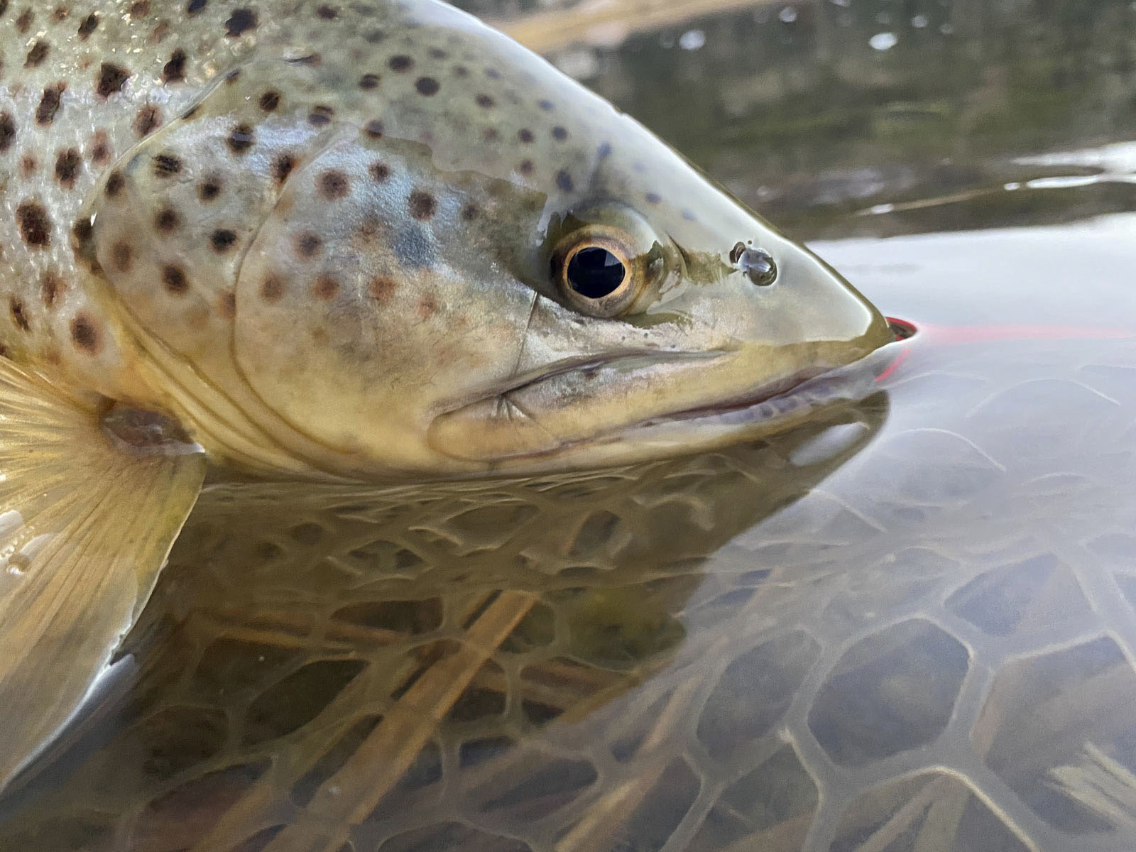 Canones Creek Ranch property picture 50 of 112