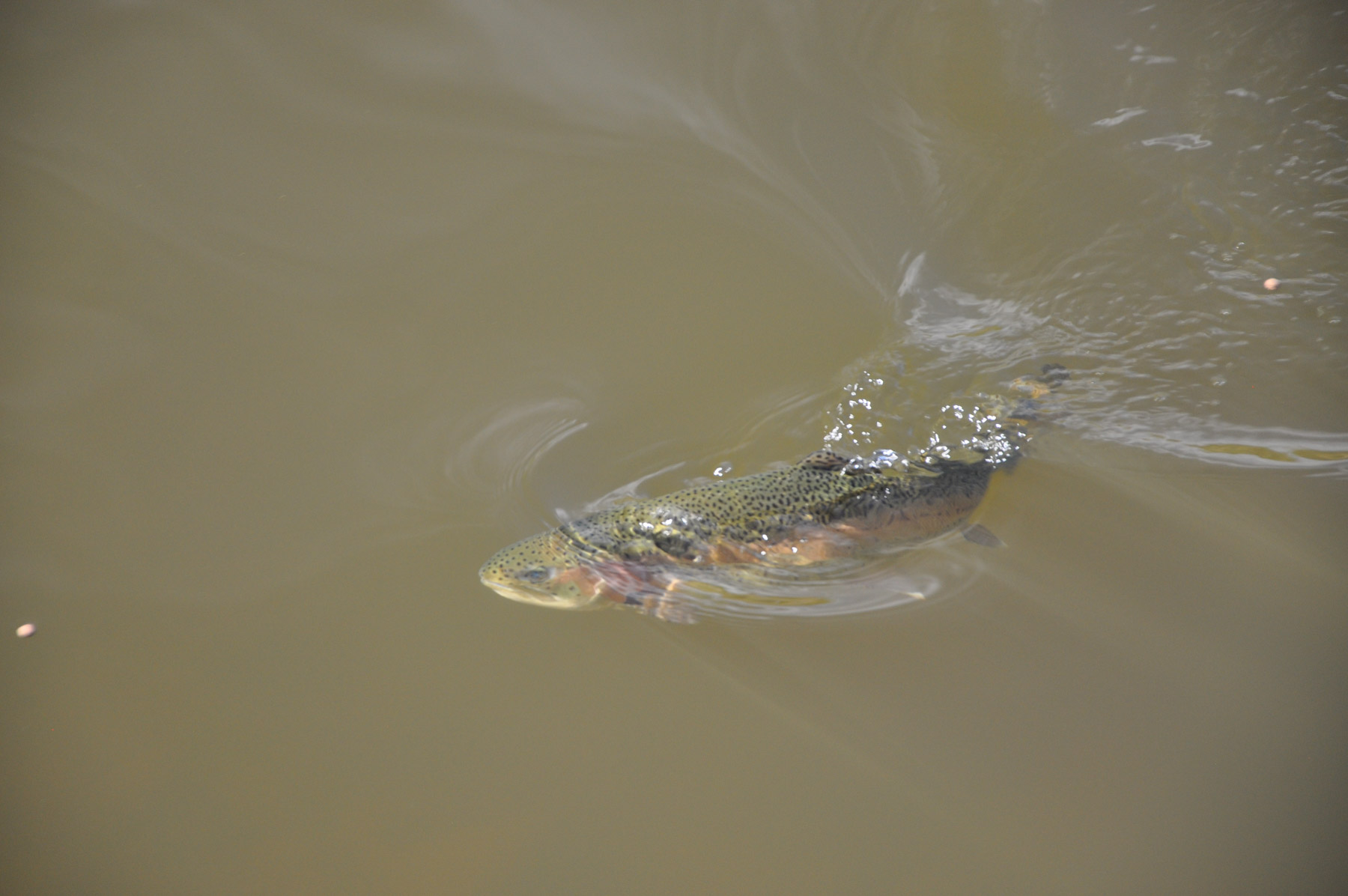 Canones Creek Ranch property picture 69 of 112