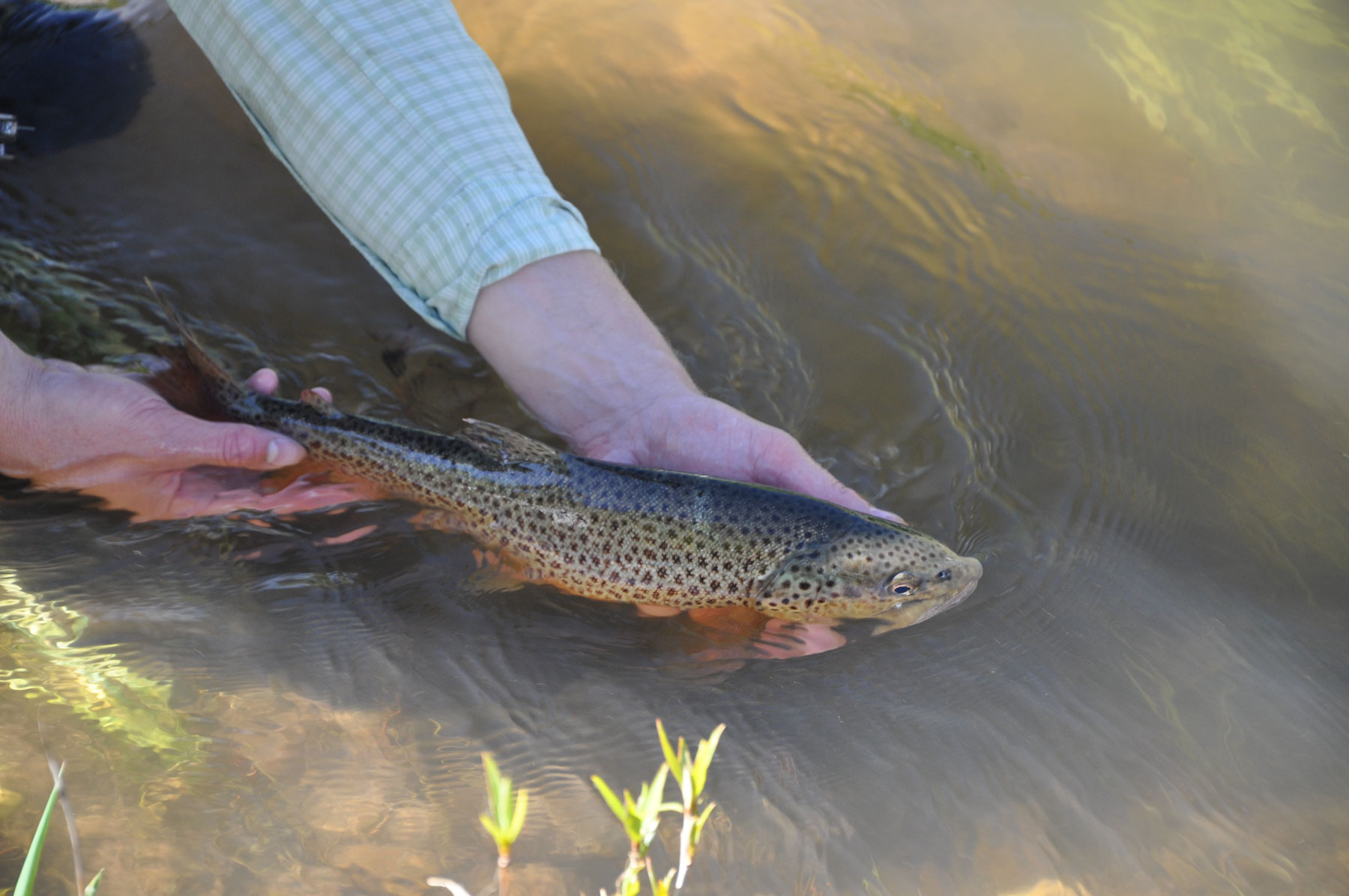 Canones Creek Ranch property picture 83 of 112