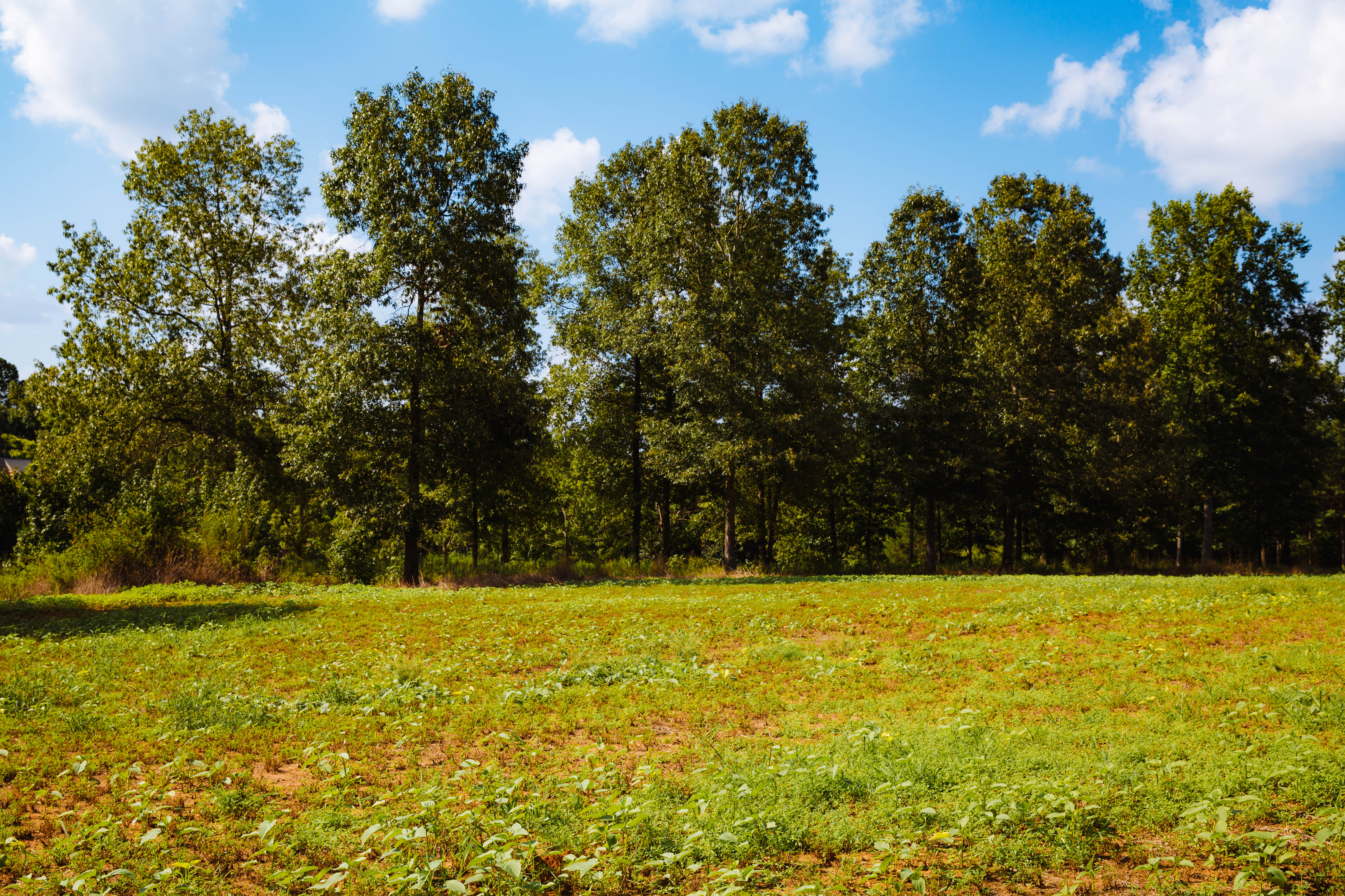 Sugar Creek Farm property picture 78 of 92