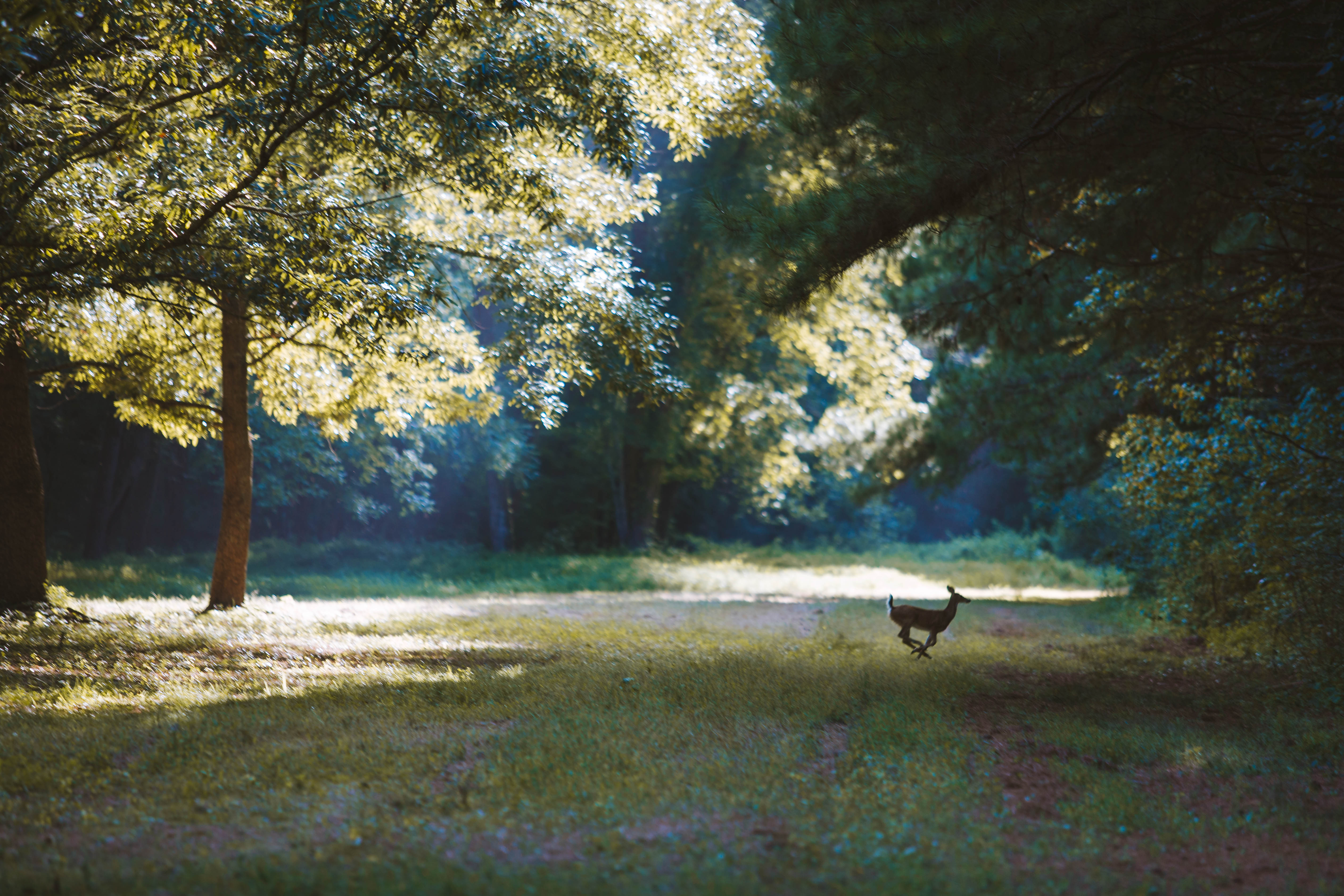 Sugar Creek Farm property picture 83 of 92