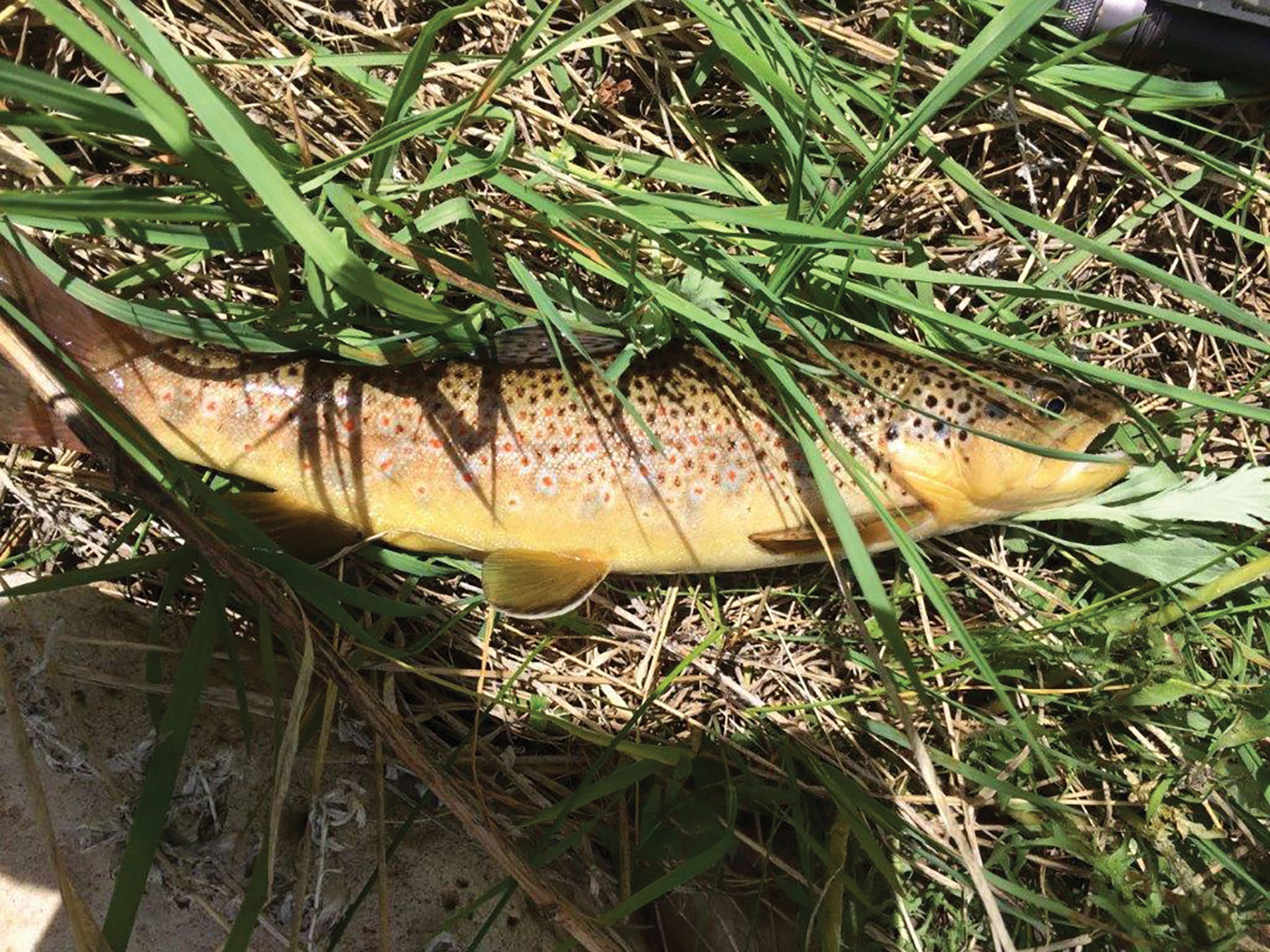 Otter Canyon Ranch property picture 12 of 26