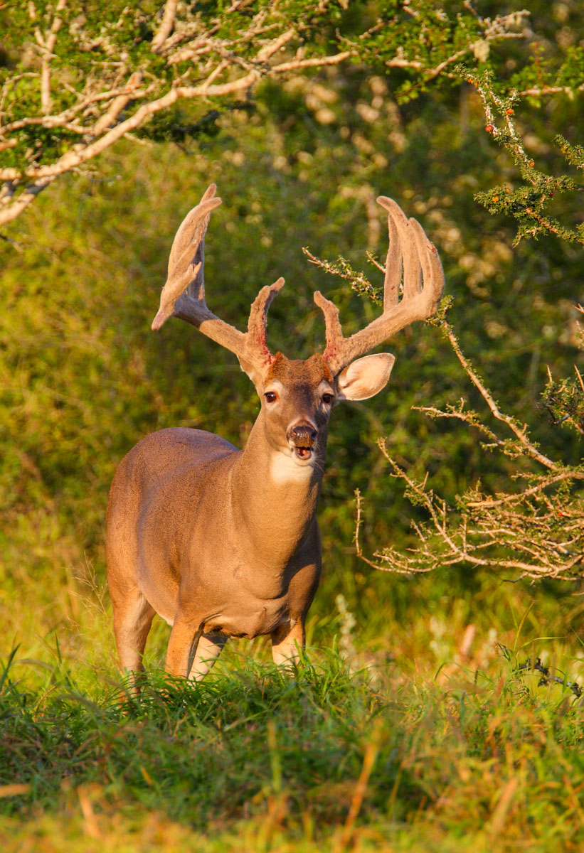 Campos Viejos Ranch property picture 5 of 31