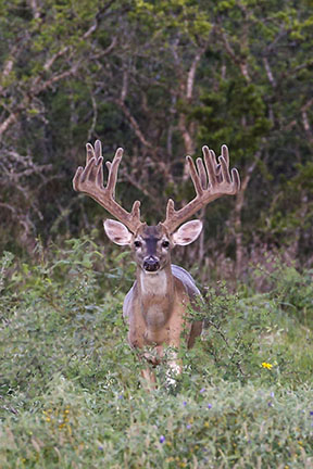 Campos Viejos Ranch property picture 6 of 31