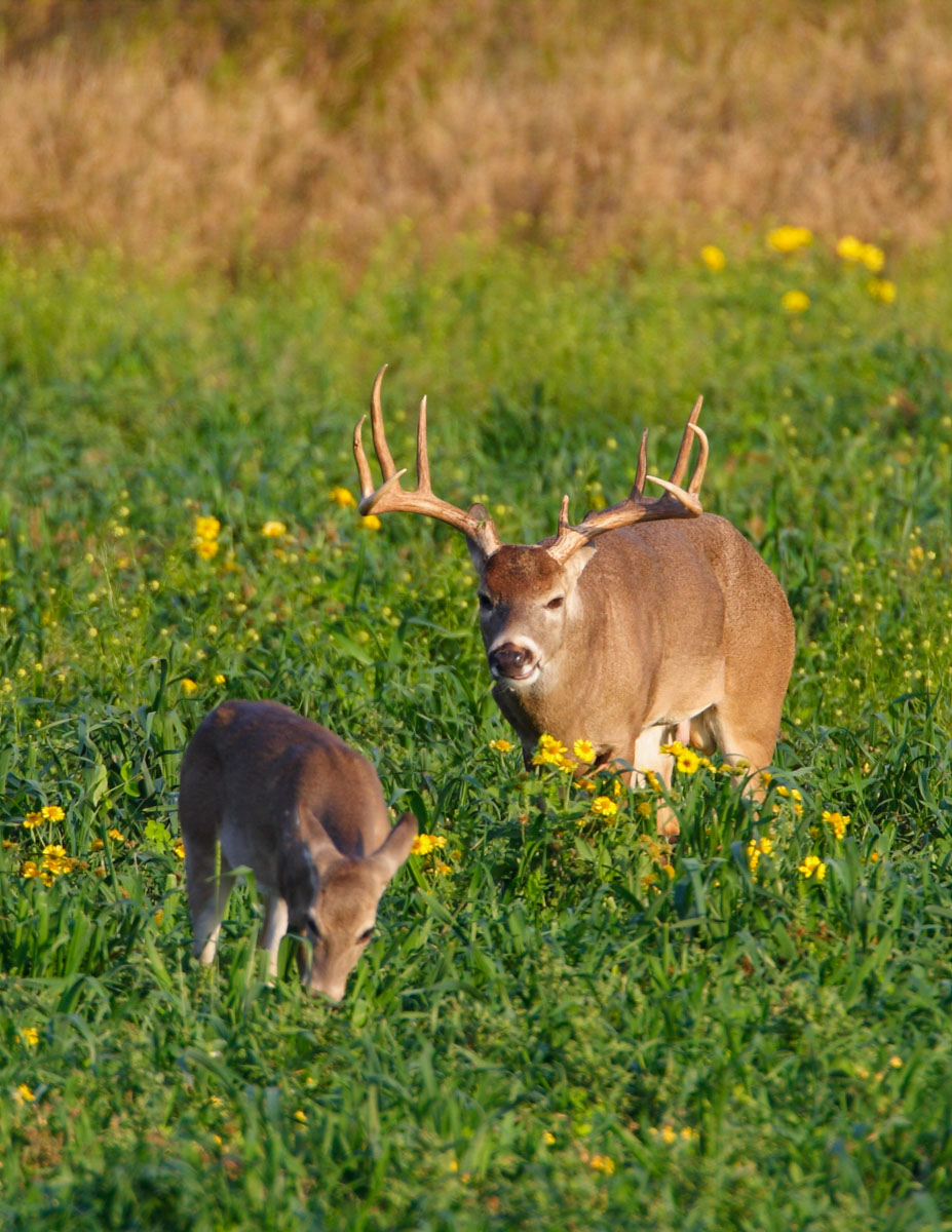 Campos Viejos Ranch property picture 21 of 31