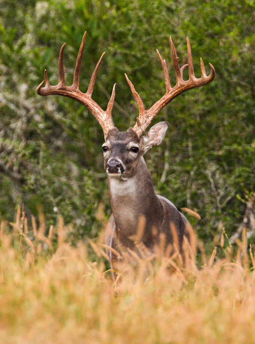 Campos Viejos Ranch property picture 27 of 31