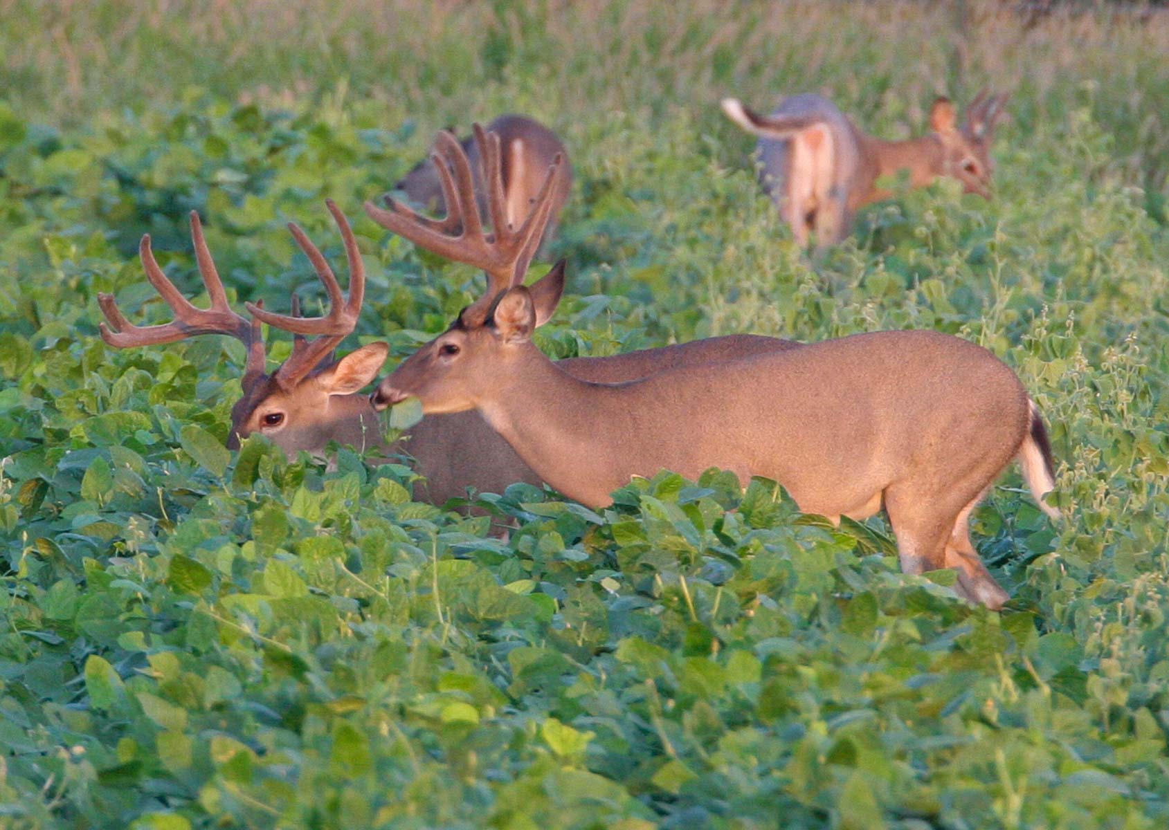 Campos Viejos Ranch property picture 23 of 31
