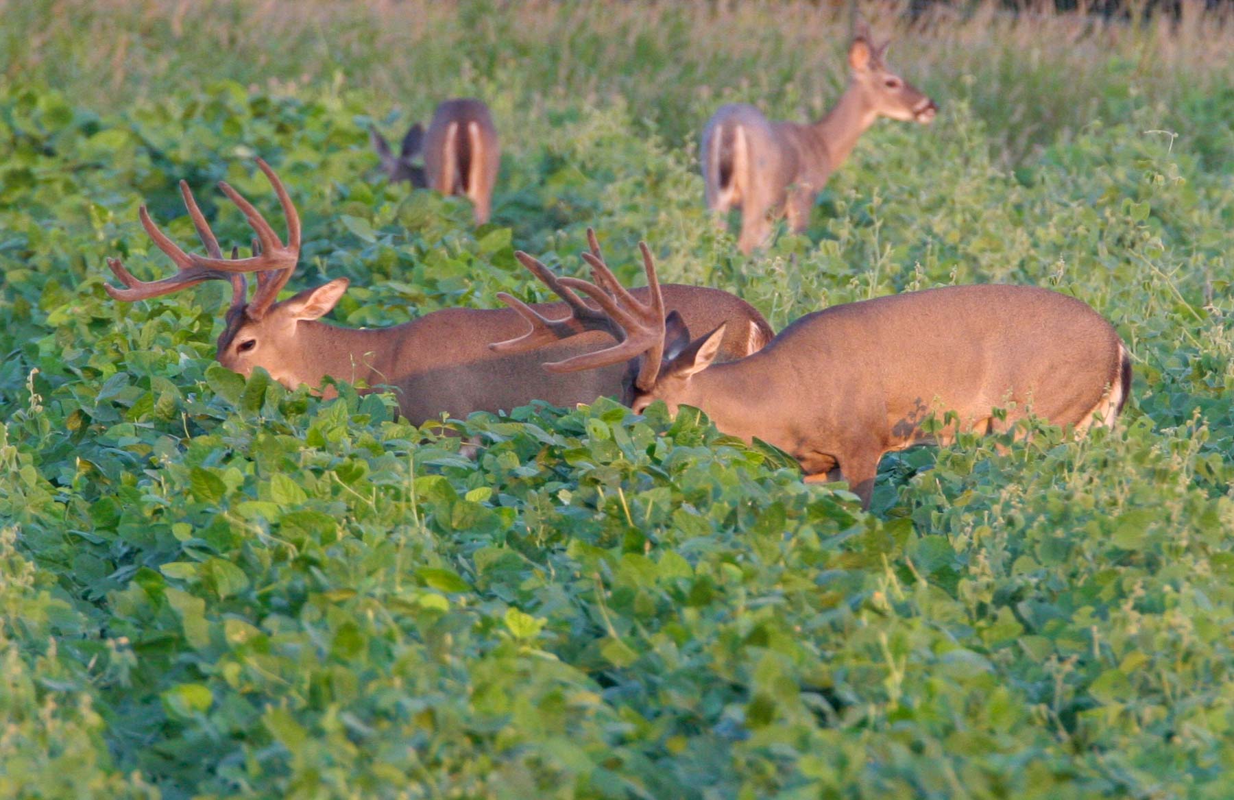 Campos Viejos Ranch property picture 28 of 31