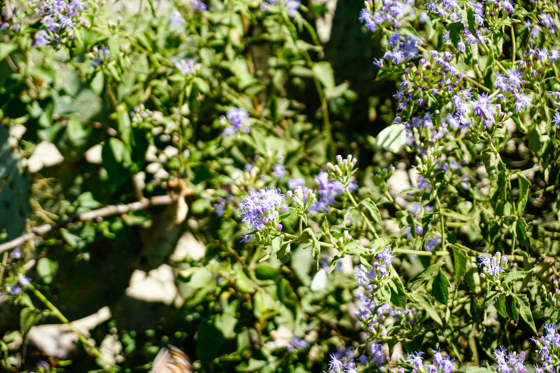 Campos Viejos Ranch property picture 9 of 31