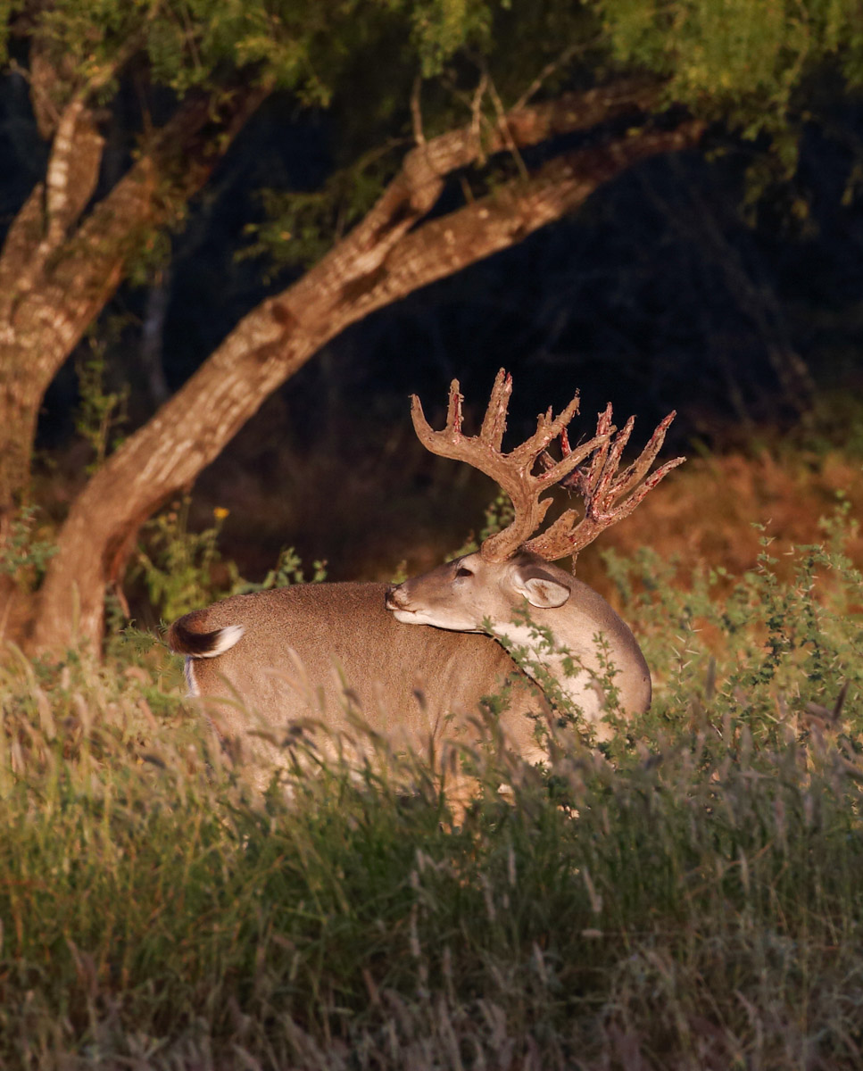 Campos Viejos Ranch property picture 8 of 31
