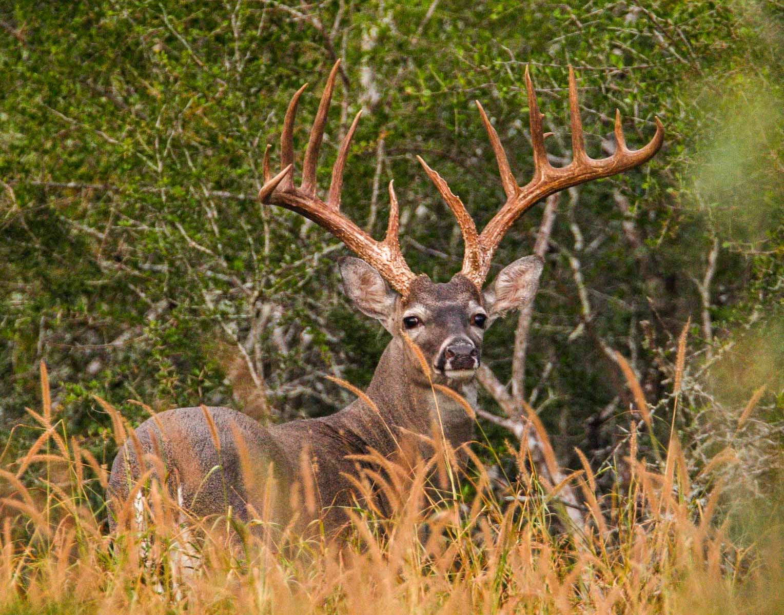Campos Viejos Ranch property picture 29 of 31