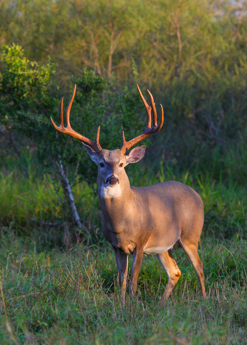 Campos Viejos Ranch property picture 24 of 31