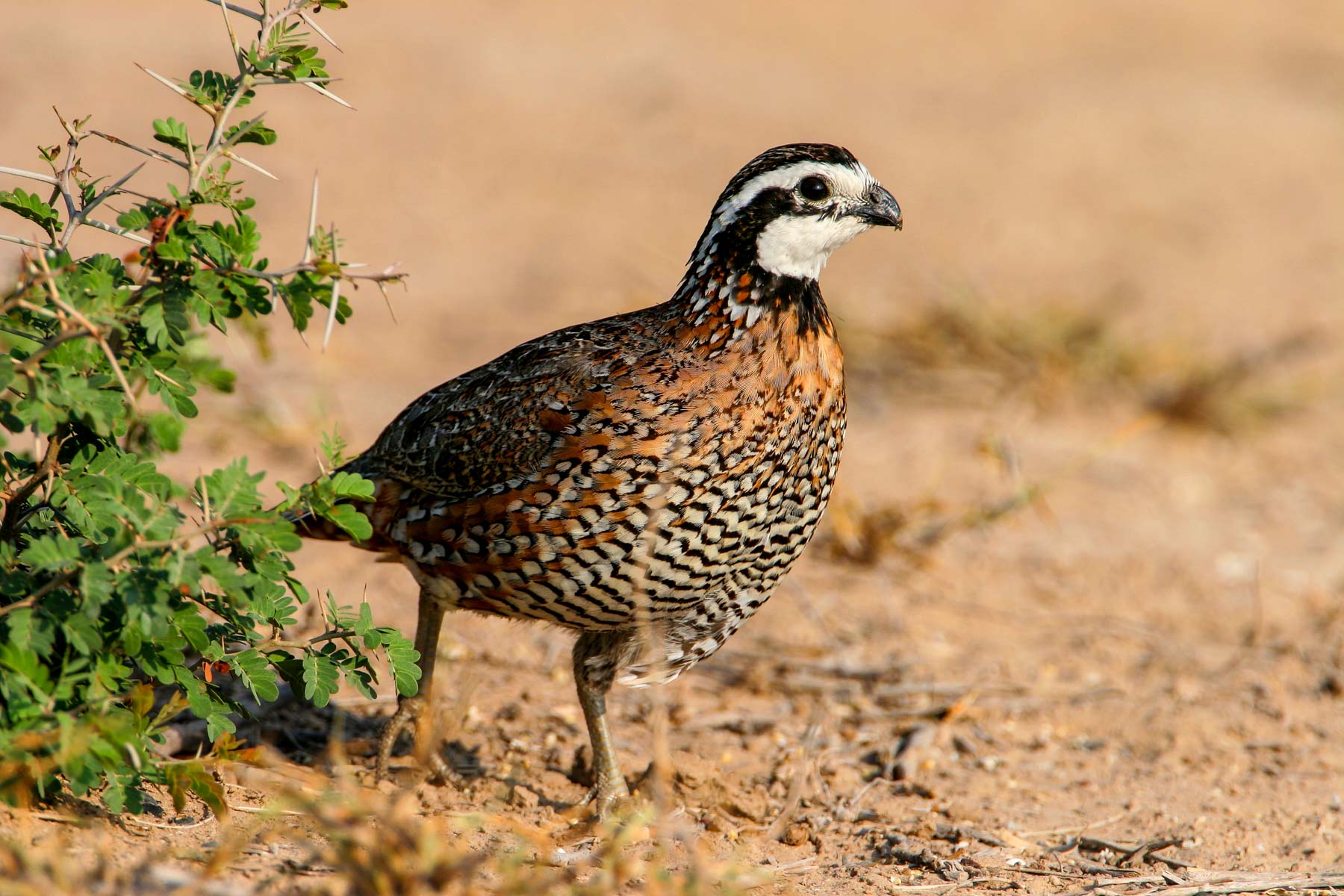 Campos Viejos Ranch property picture 3 of 31