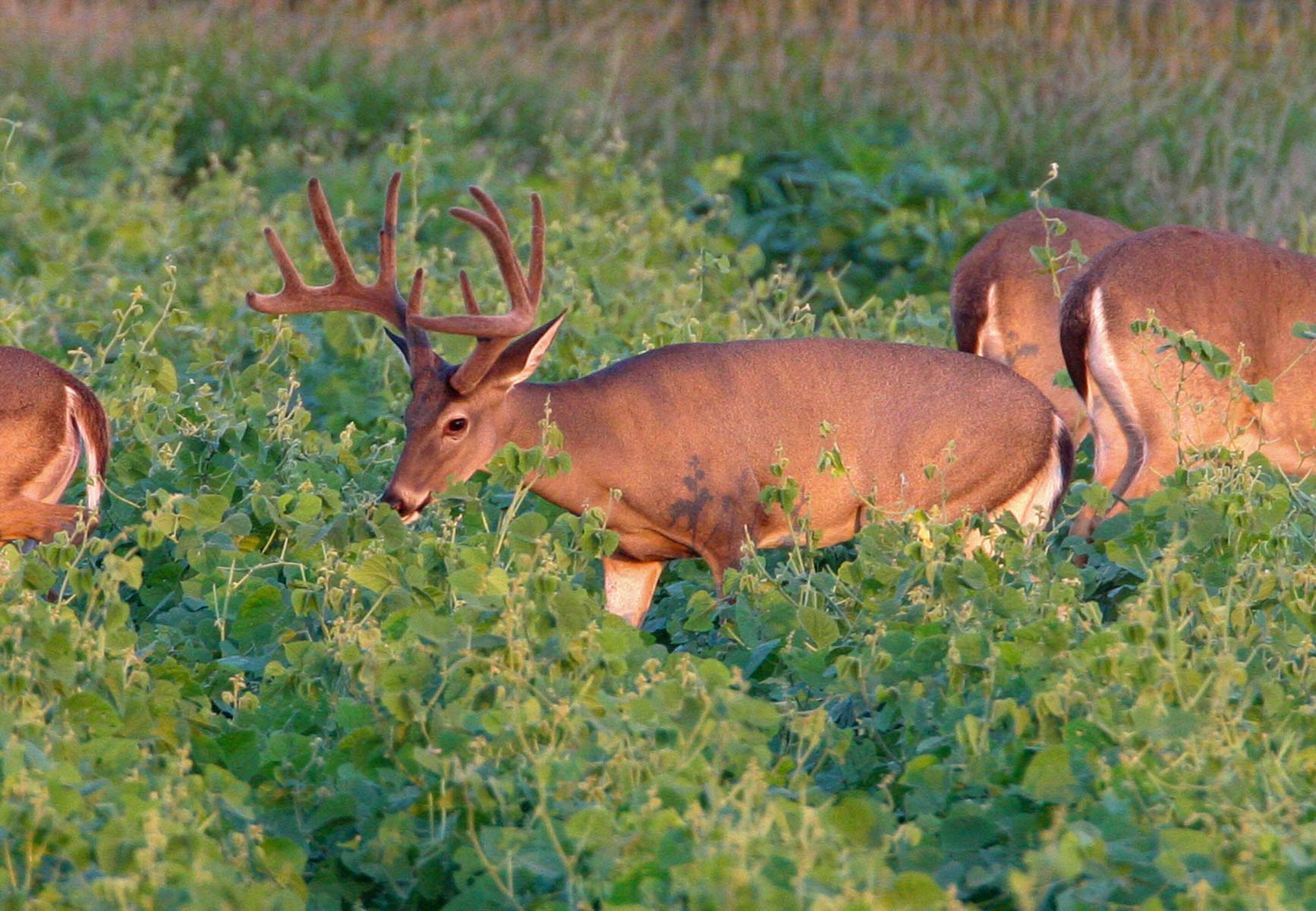Campos Viejos Ranch property picture 25 of 31