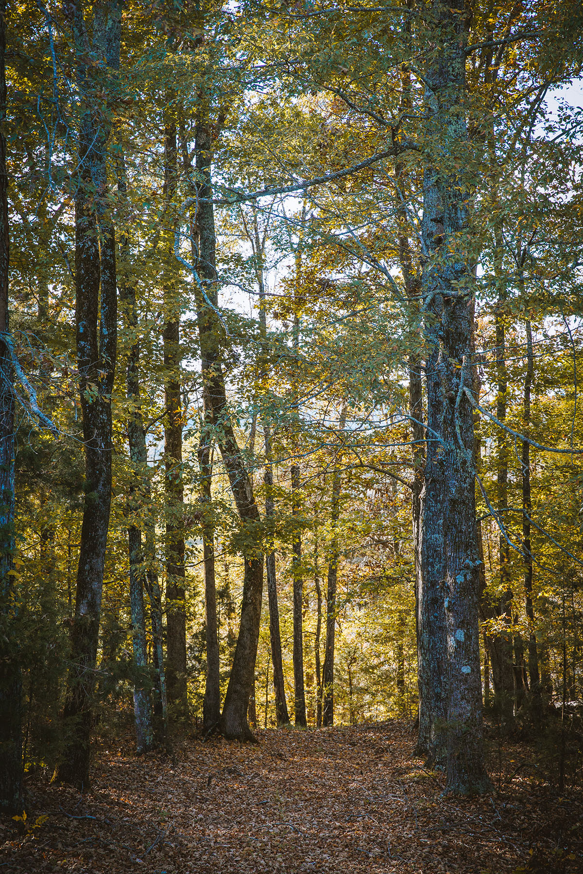 Clifton Bend property picture 27 of 56