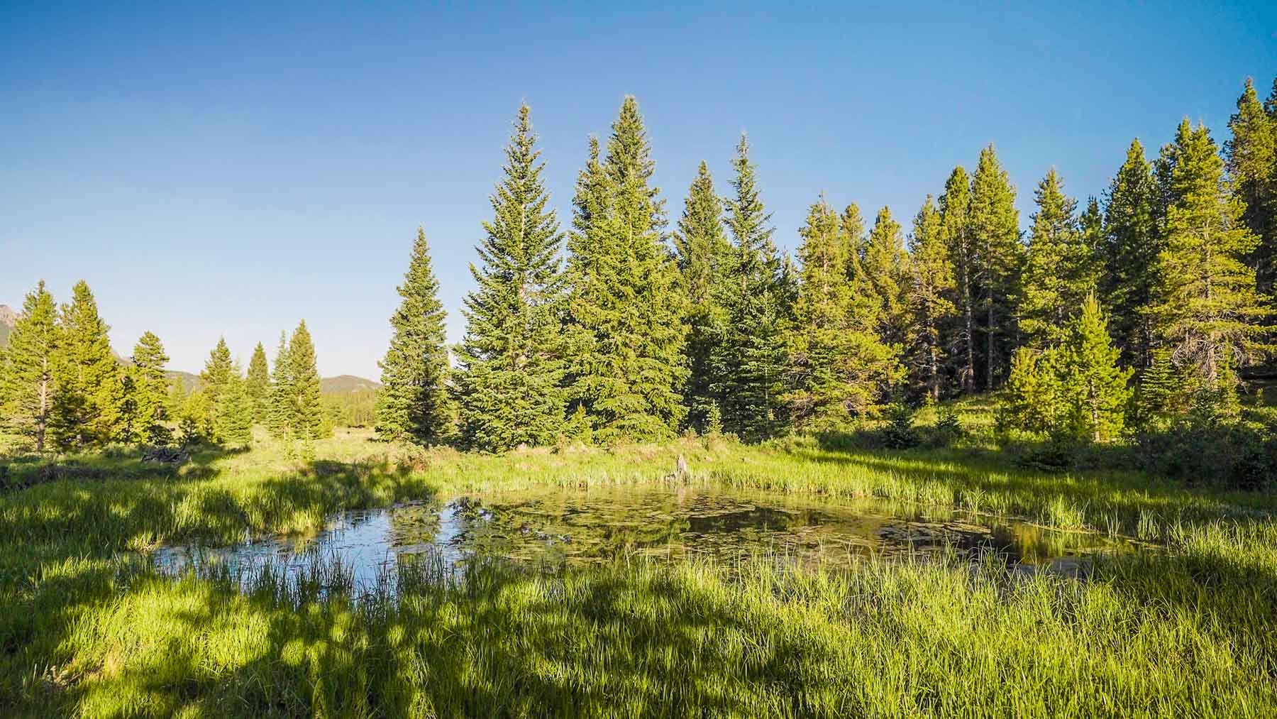 Beaver Meadows For Sale Colorado Hall and Hall