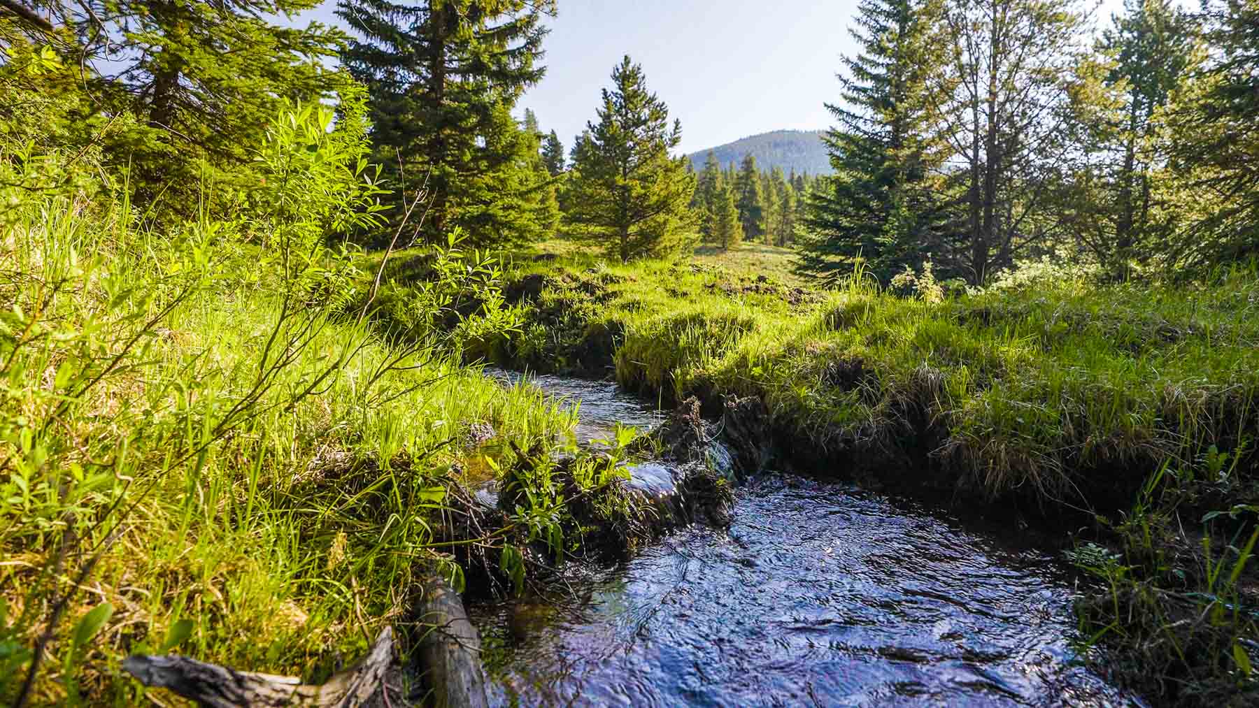 Beaver Meadows For Sale Colorado Hall and Hall