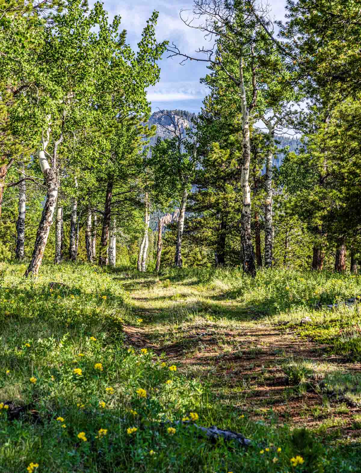Beaver Meadows For Sale Colorado Hall and Hall