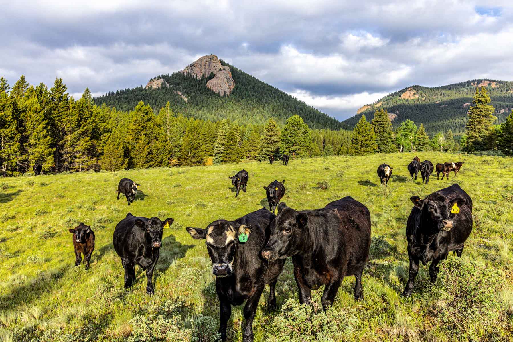 Beaver Meadows For Sale Colorado Hall and Hall