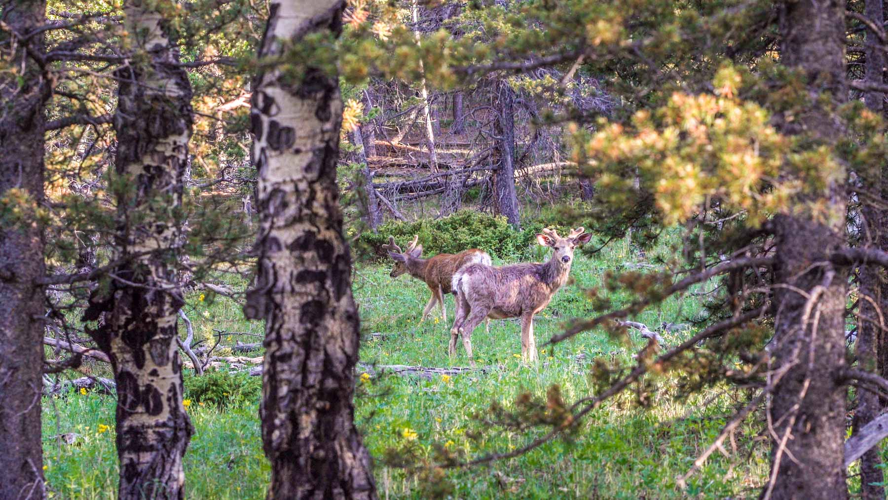 Beaver Meadows Hall and Hall
