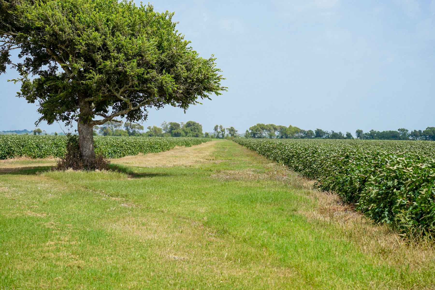 Collegeport Farms property picture 3 of 29