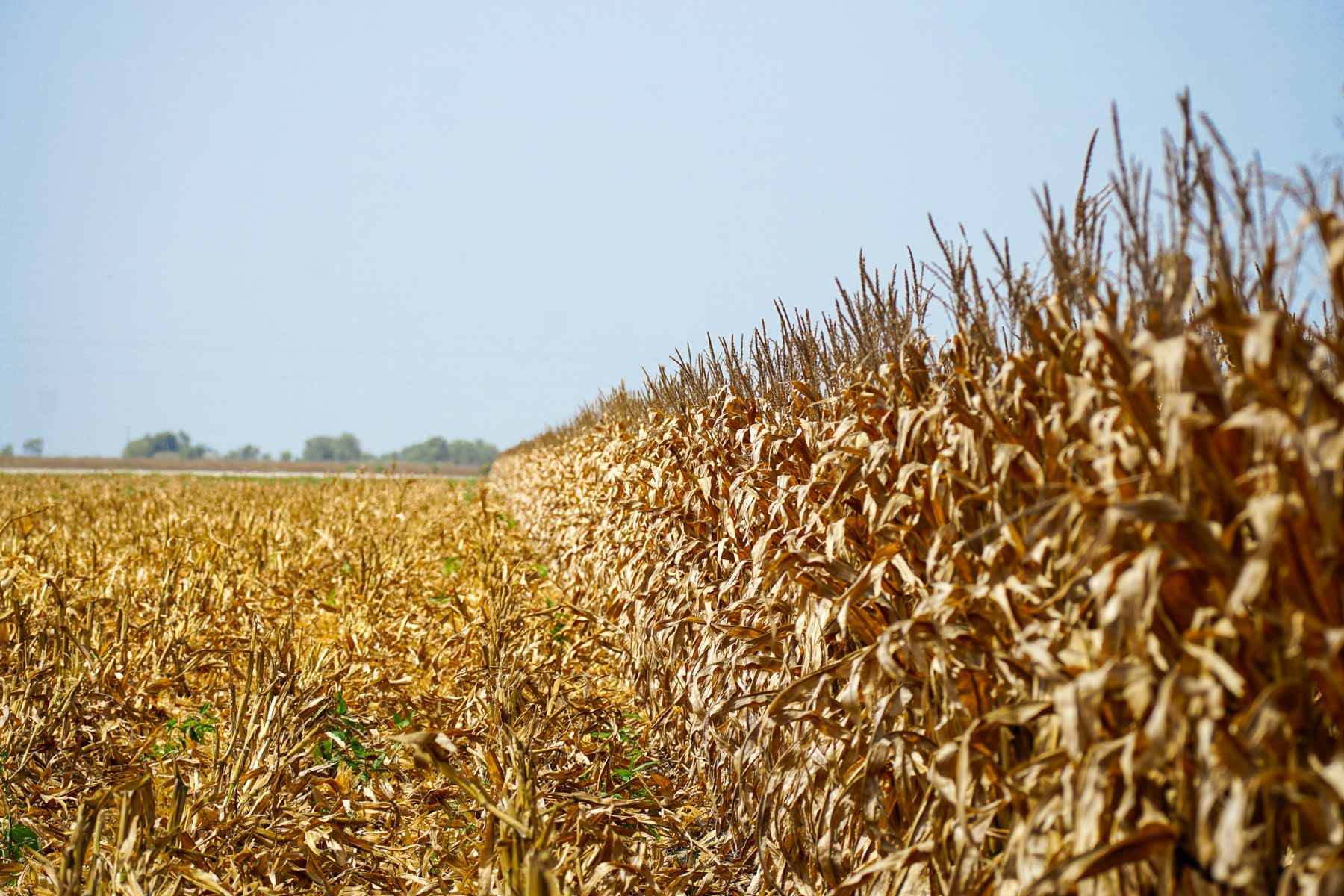 Collegeport Farms property picture 4 of 29