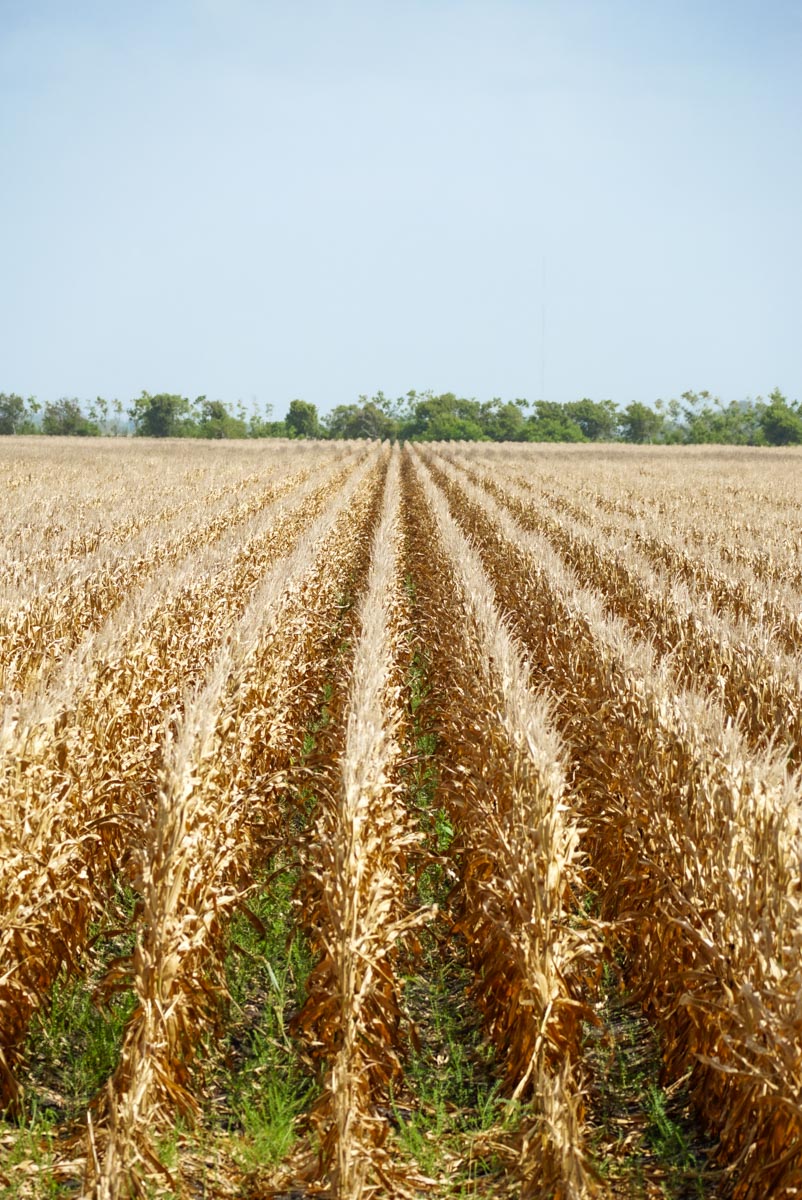 Collegeport Farms property picture 26 of 29