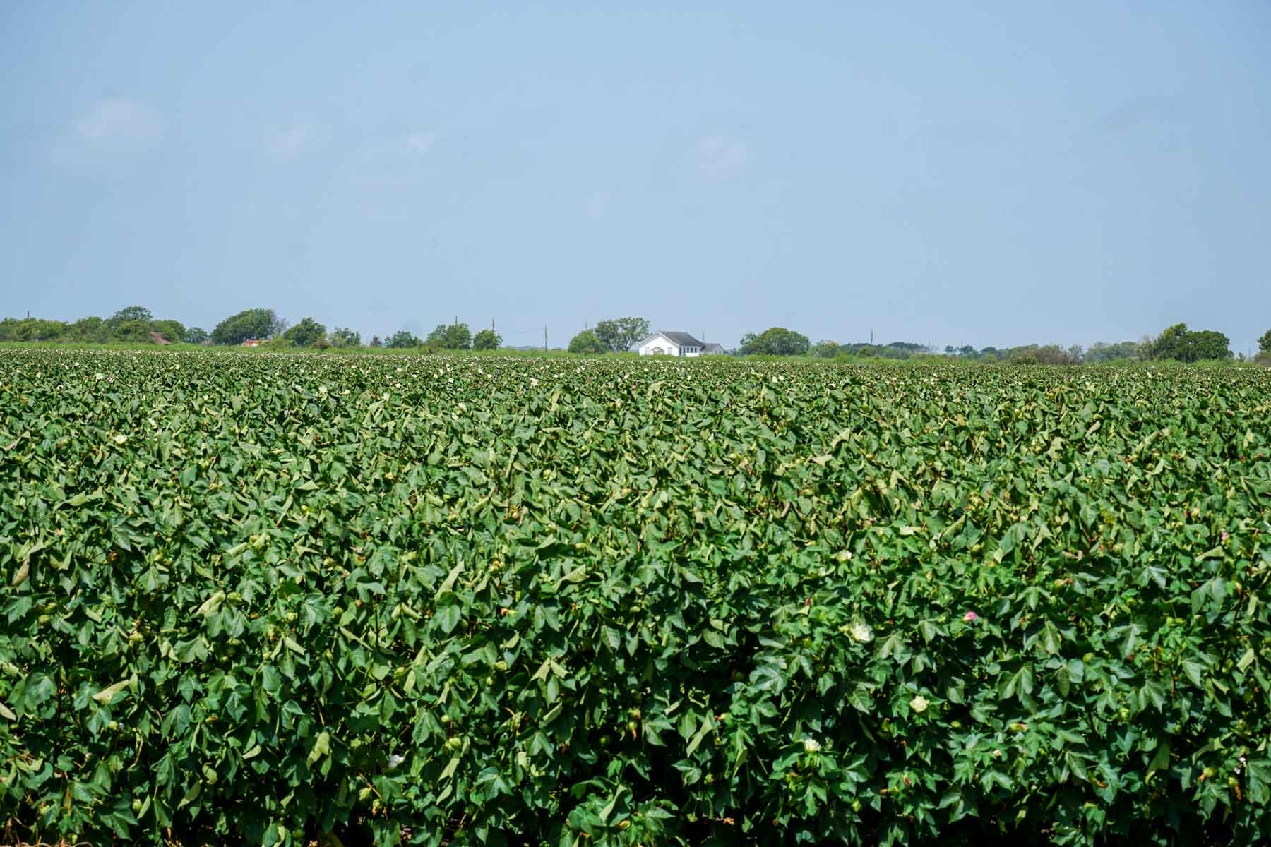 Collegeport Farms property picture 5 of 29