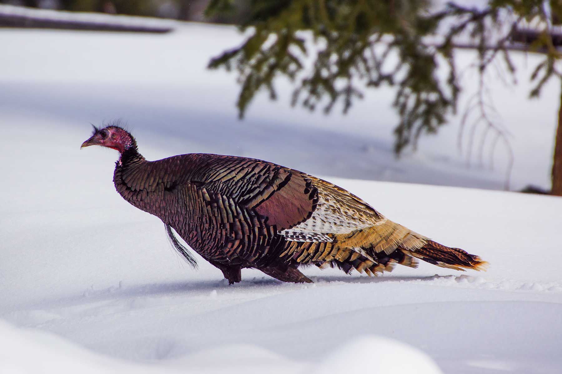 Lost Elk Ranch property picture 31 of 80