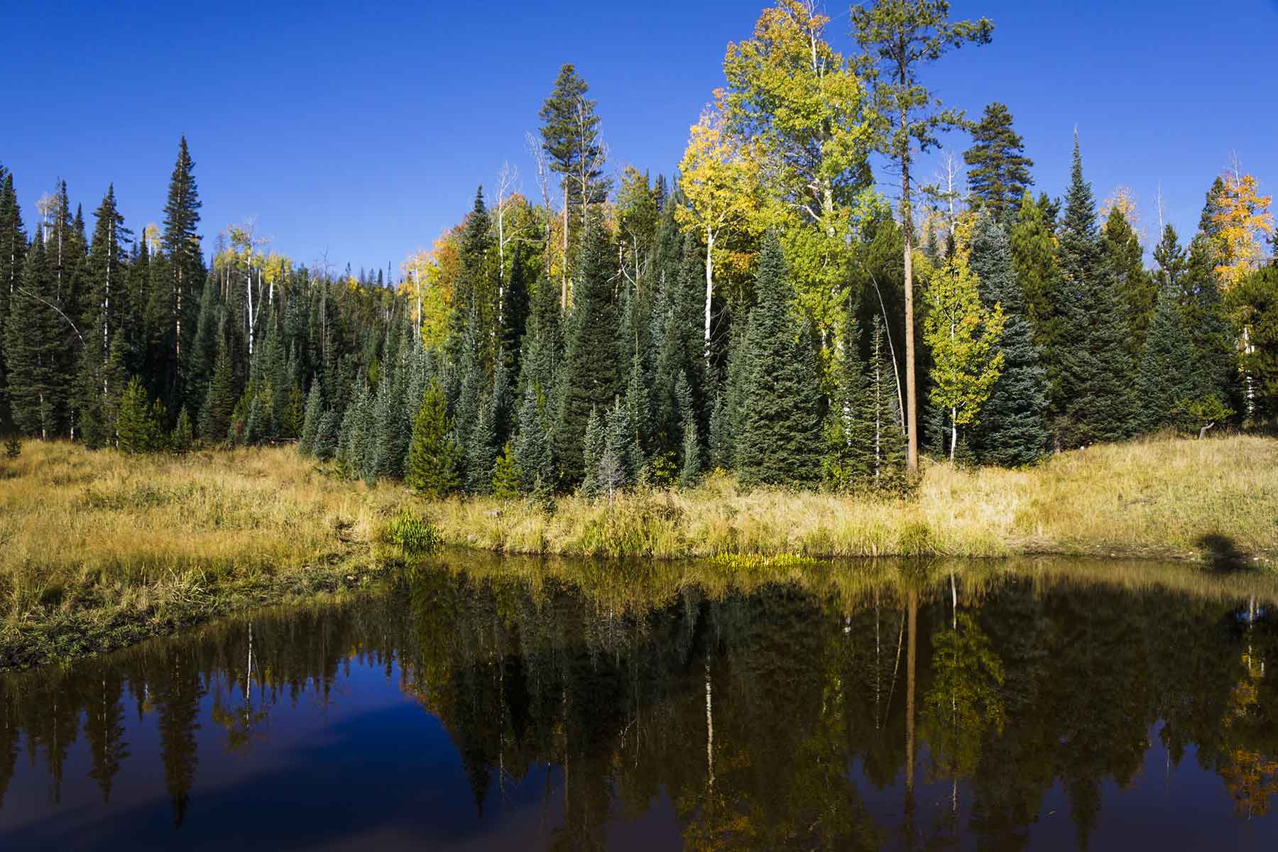 Lost Elk Ranch property picture 19 of 80