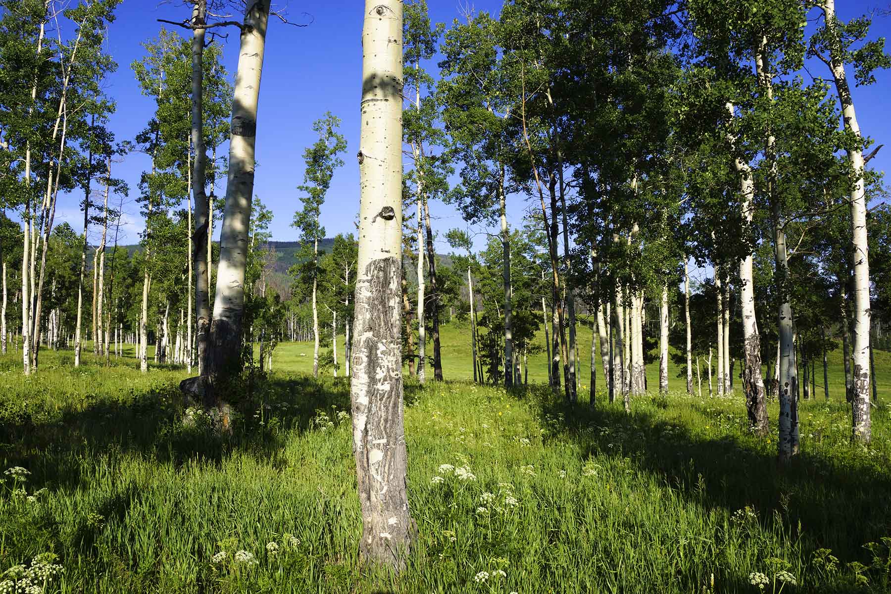Lost Elk Ranch property picture 17 of 80
