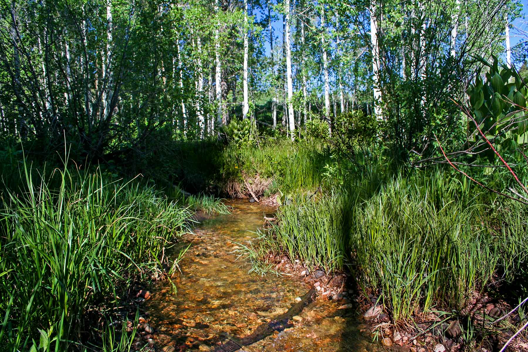 Lost Elk Ranch property picture 75 of 80