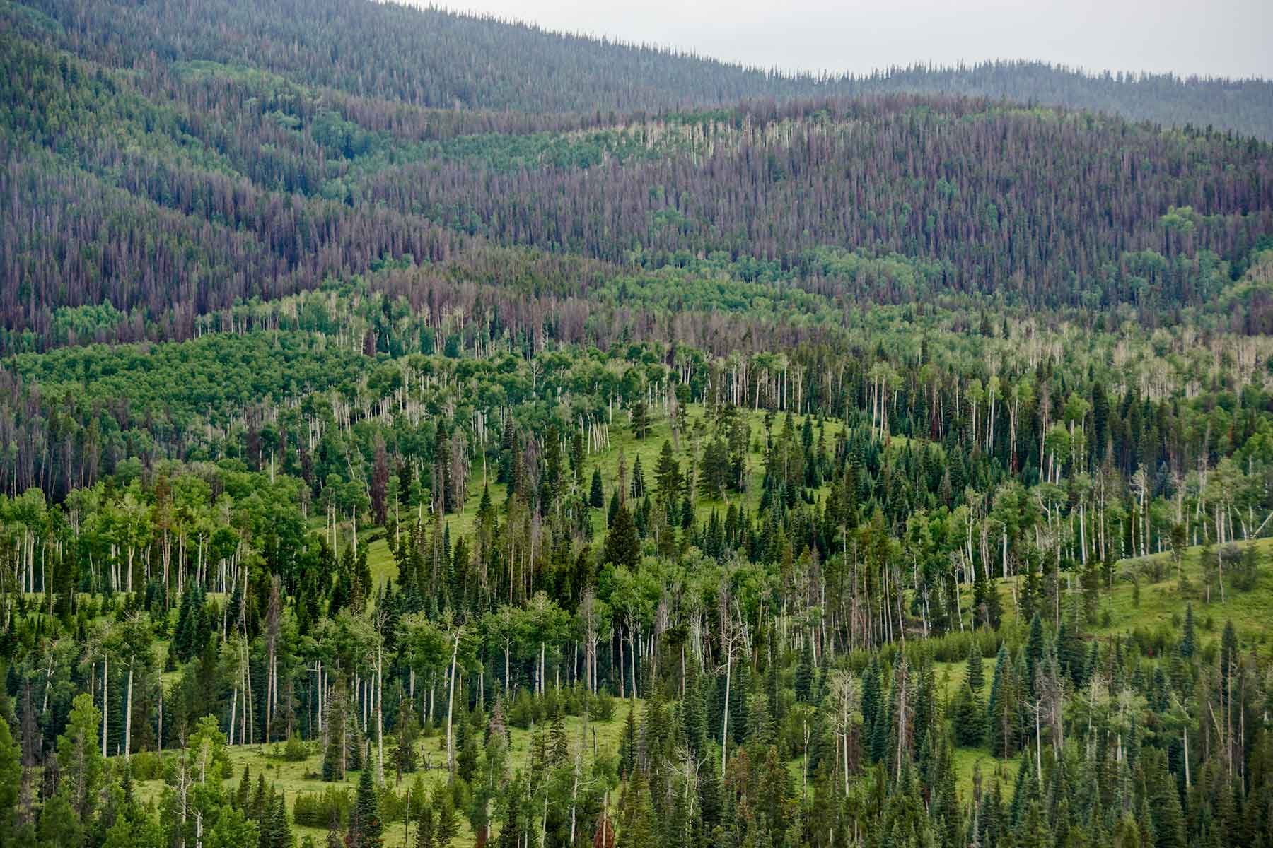 Lost Elk Ranch property picture 7 of 80