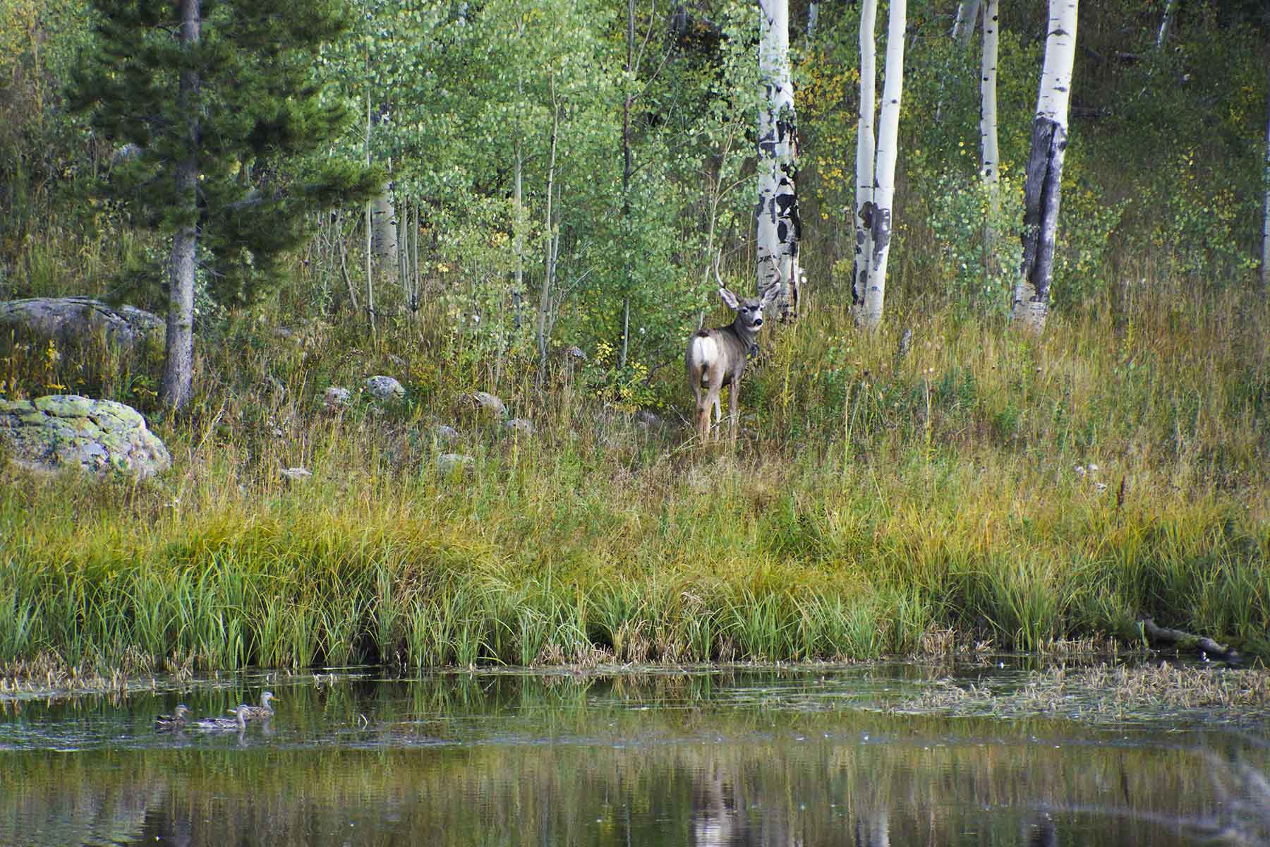 Lost Elk Ranch property picture 63 of 80