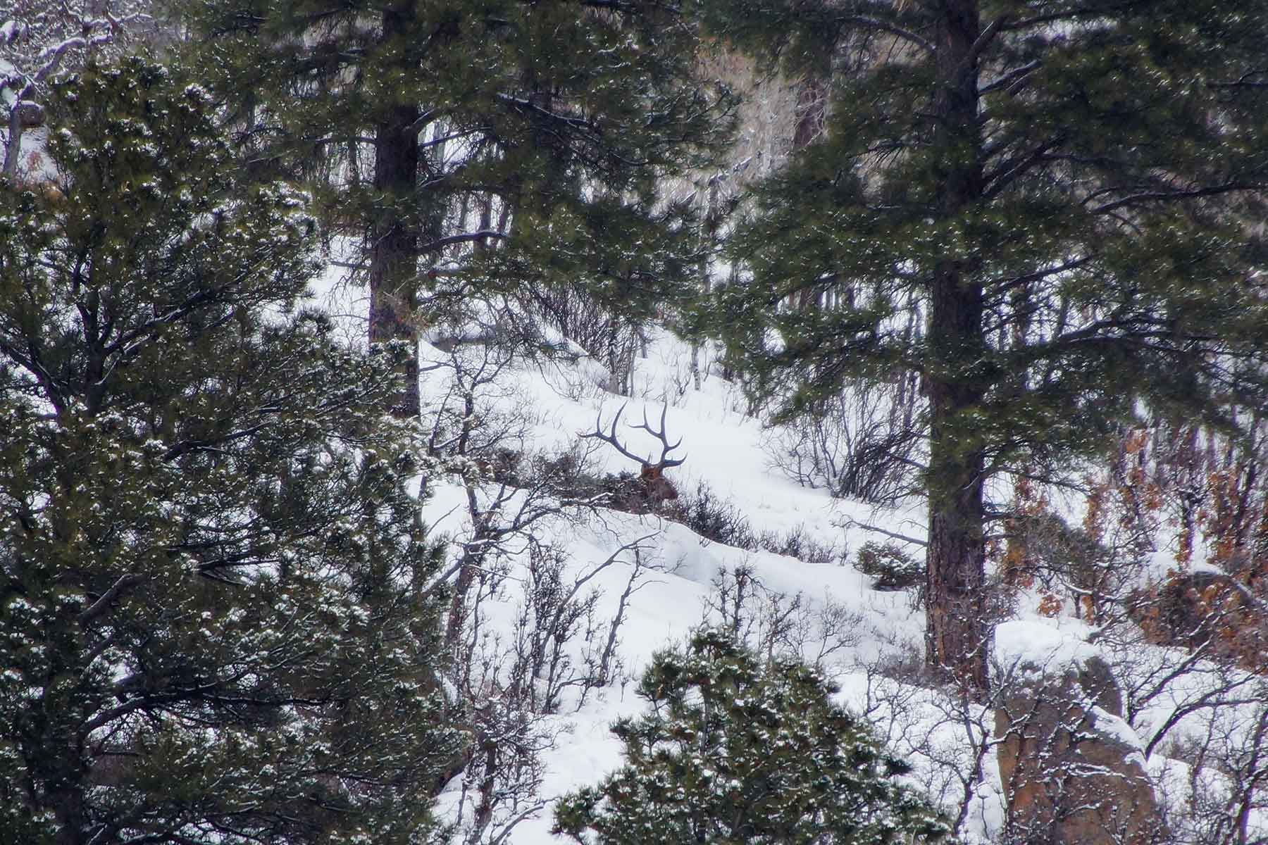 Lost Elk Ranch property picture 22 of 80