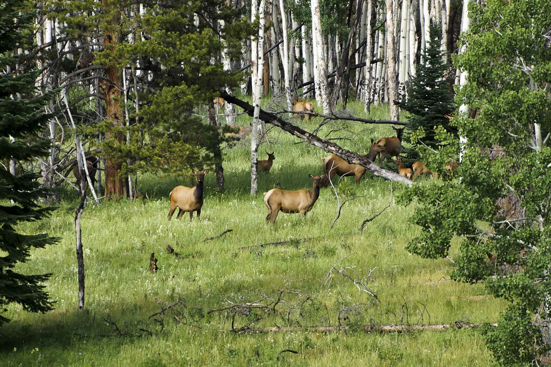 Lost Elk Ranch property picture 29 of 80