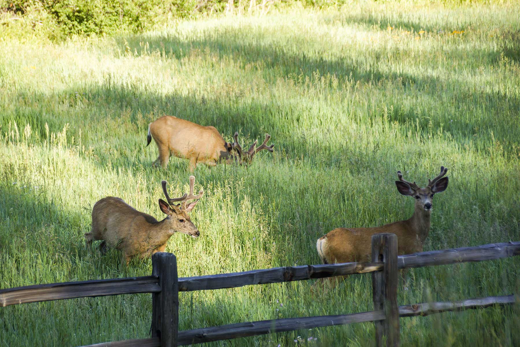 Lost Elk Ranch property picture 18 of 80