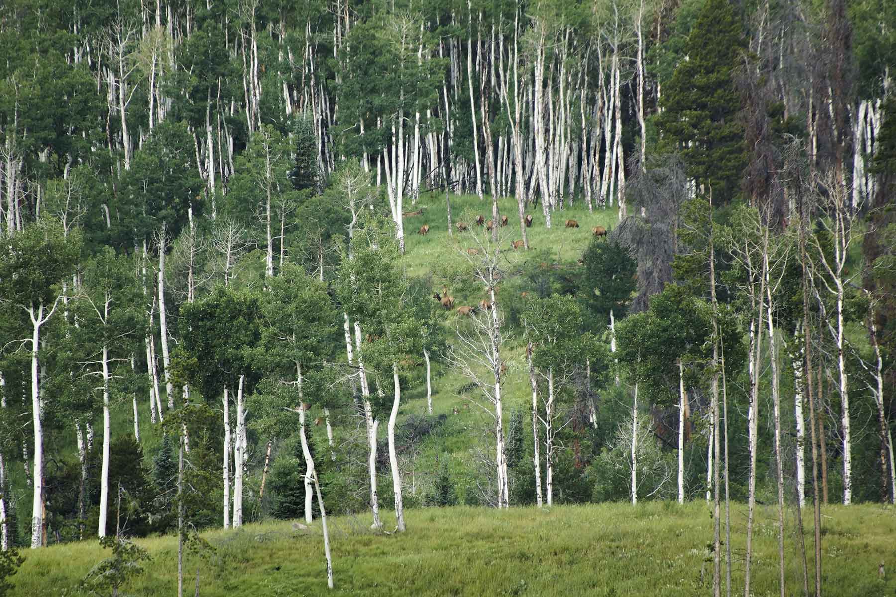 Lost Elk Ranch property picture 60 of 80