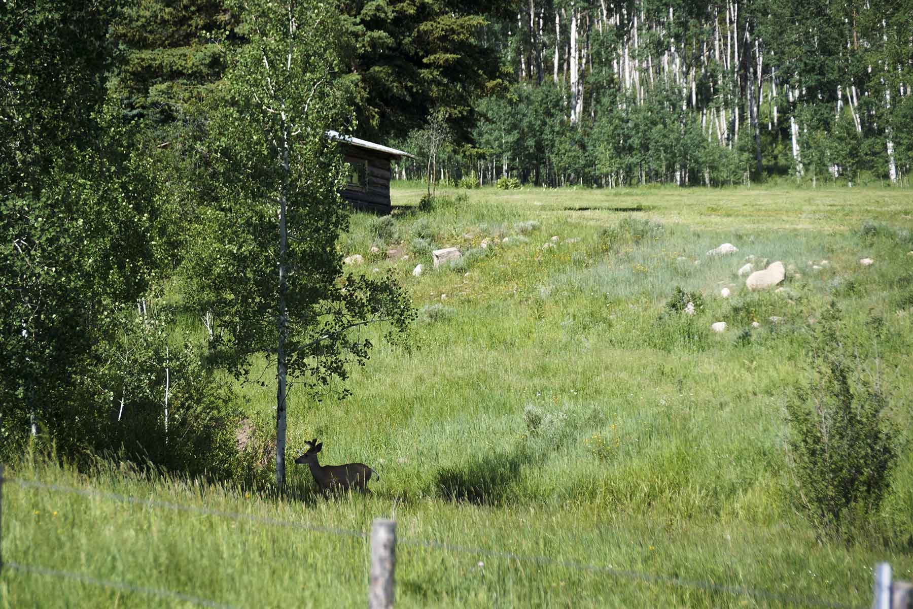 Lost Elk Ranch property picture 72 of 80