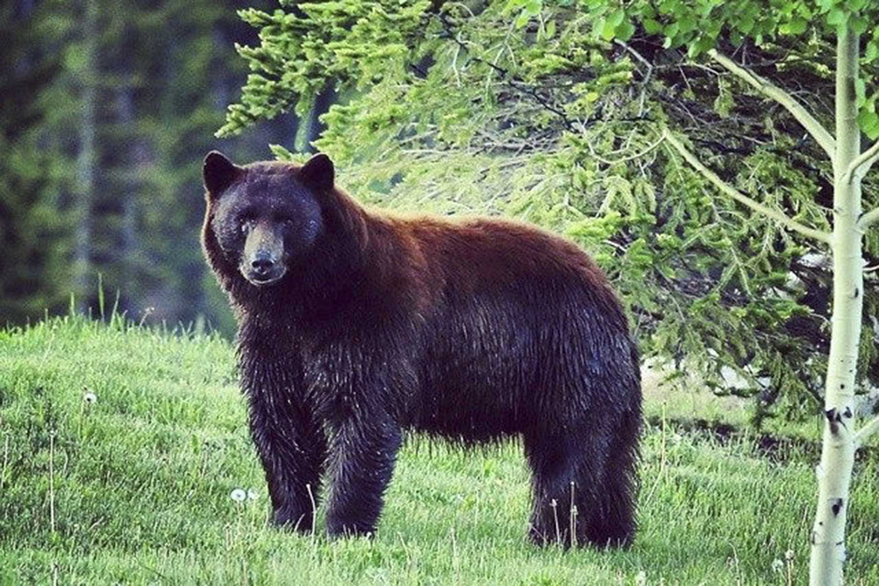Lost Elk Ranch property picture 25 of 80
