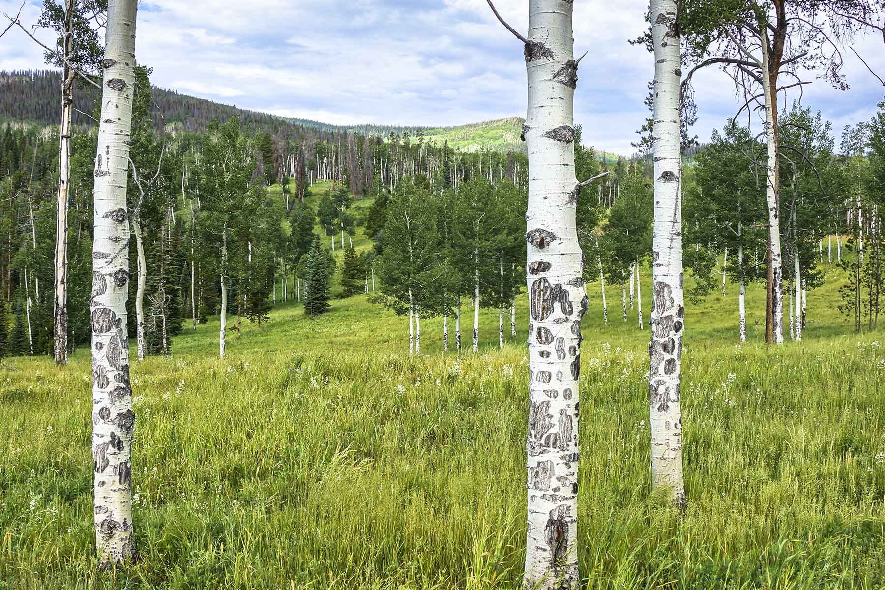 Lost Elk Ranch property picture 23 of 80