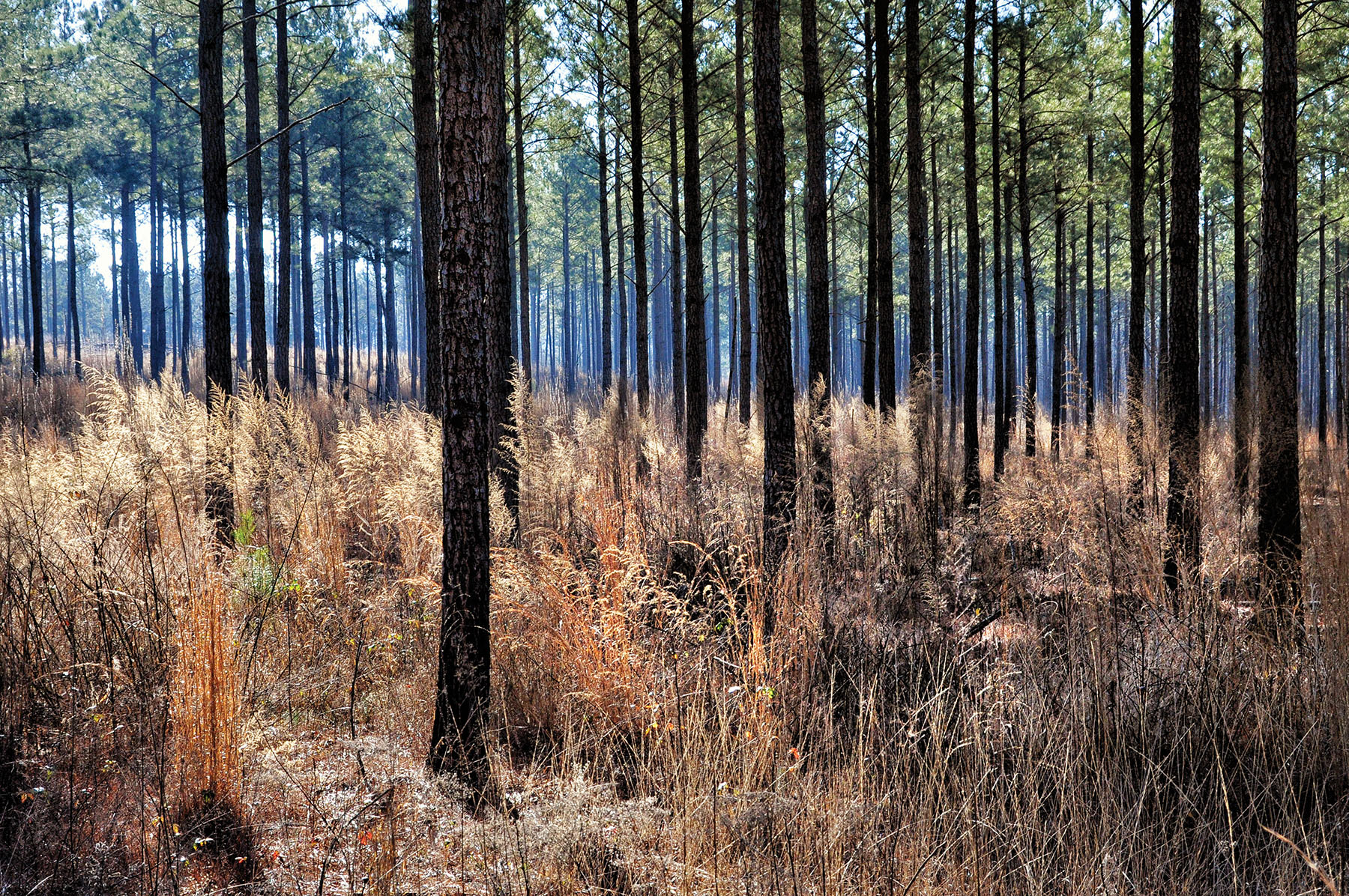 Fork Farm & Stables property picture 66 of 121